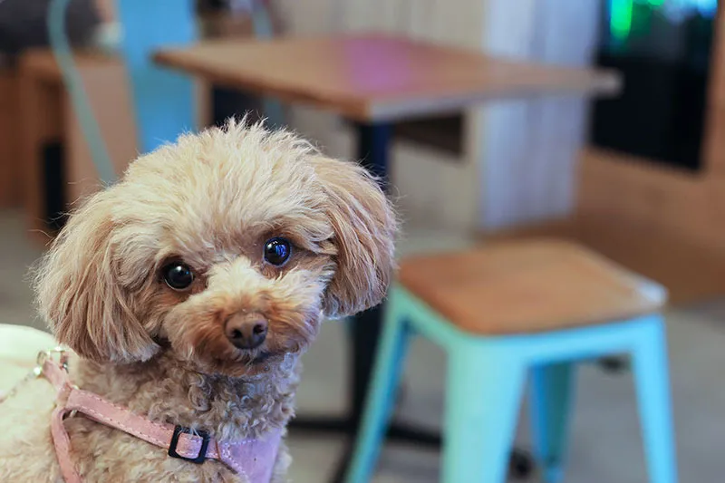 保護活動と福祉事業が合わさったカフェ