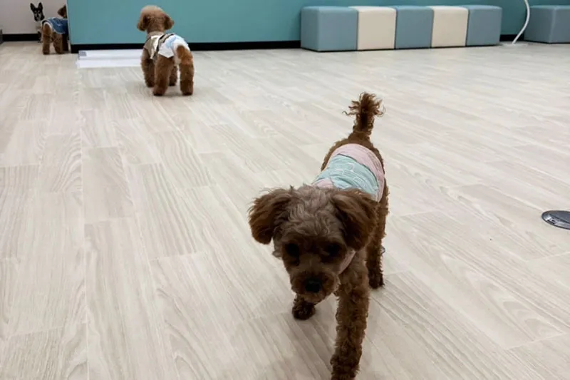 保護犬や保護猫とふれあえる空間