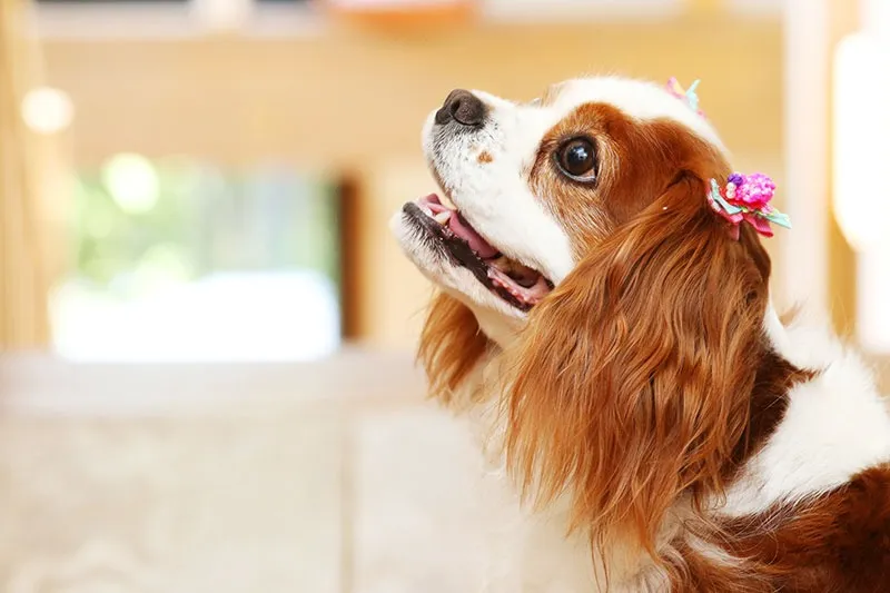 保護活動と福祉事業が合わさったカフェ