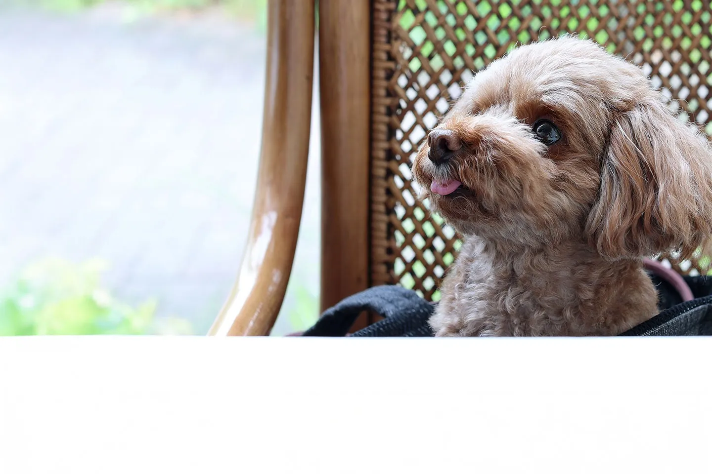 ペットとゆったりと過ごせる空間