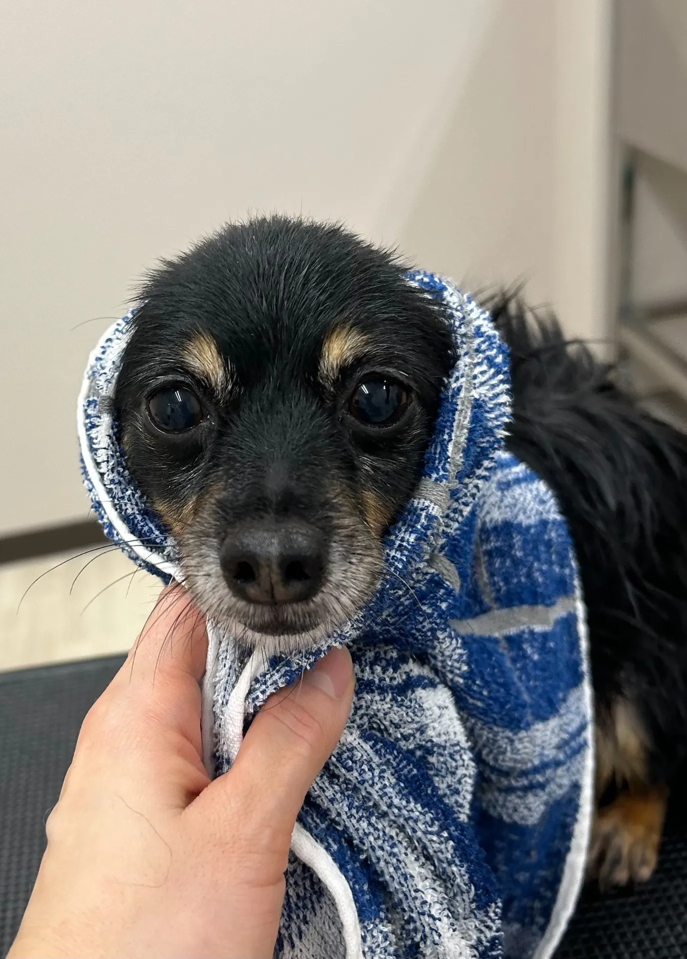 本日のトリミング♪