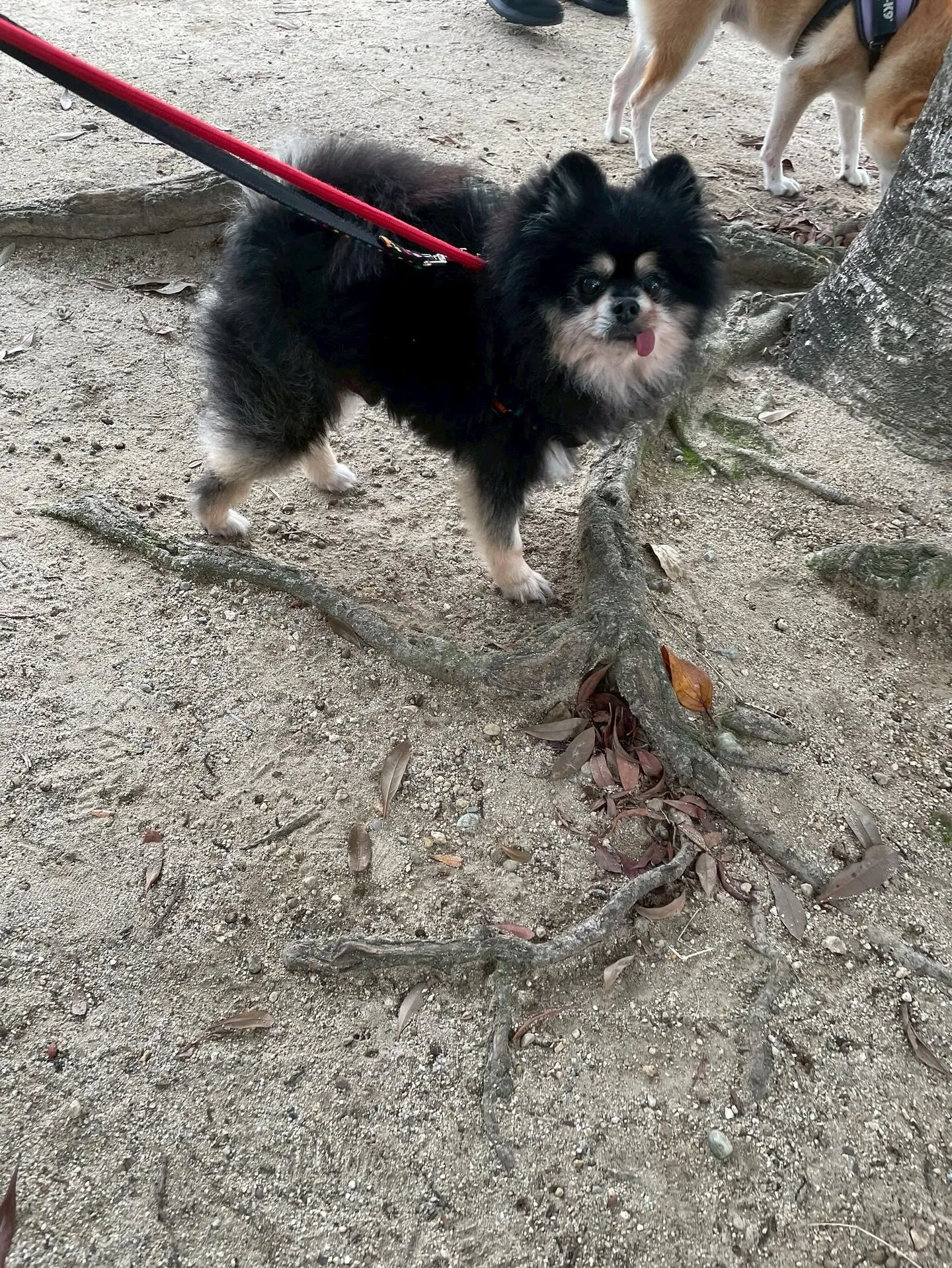 アネラカフェはオープンから半年が経ちました☕️