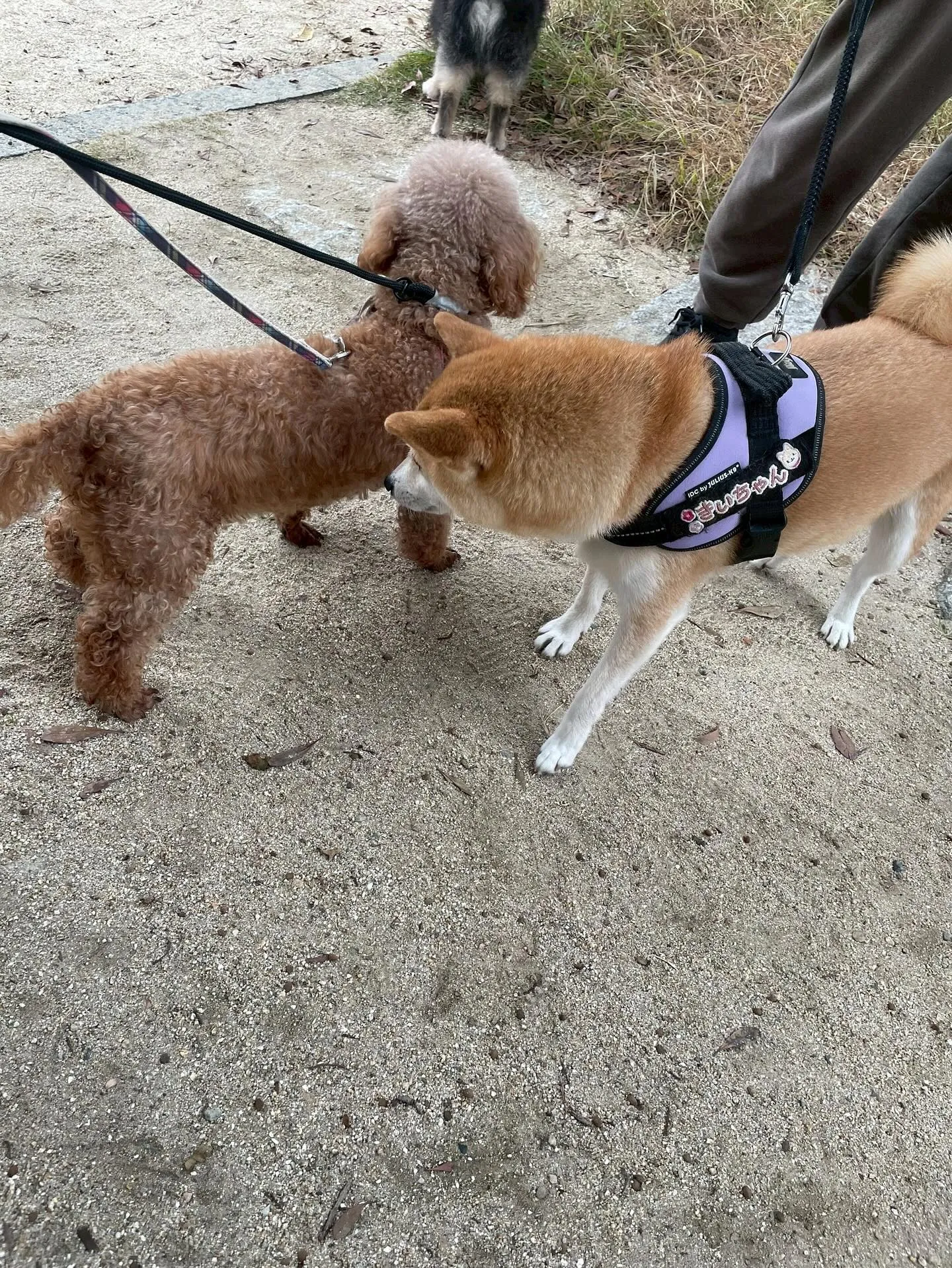 アネラカフェはオープンから半年が経ちました☕️