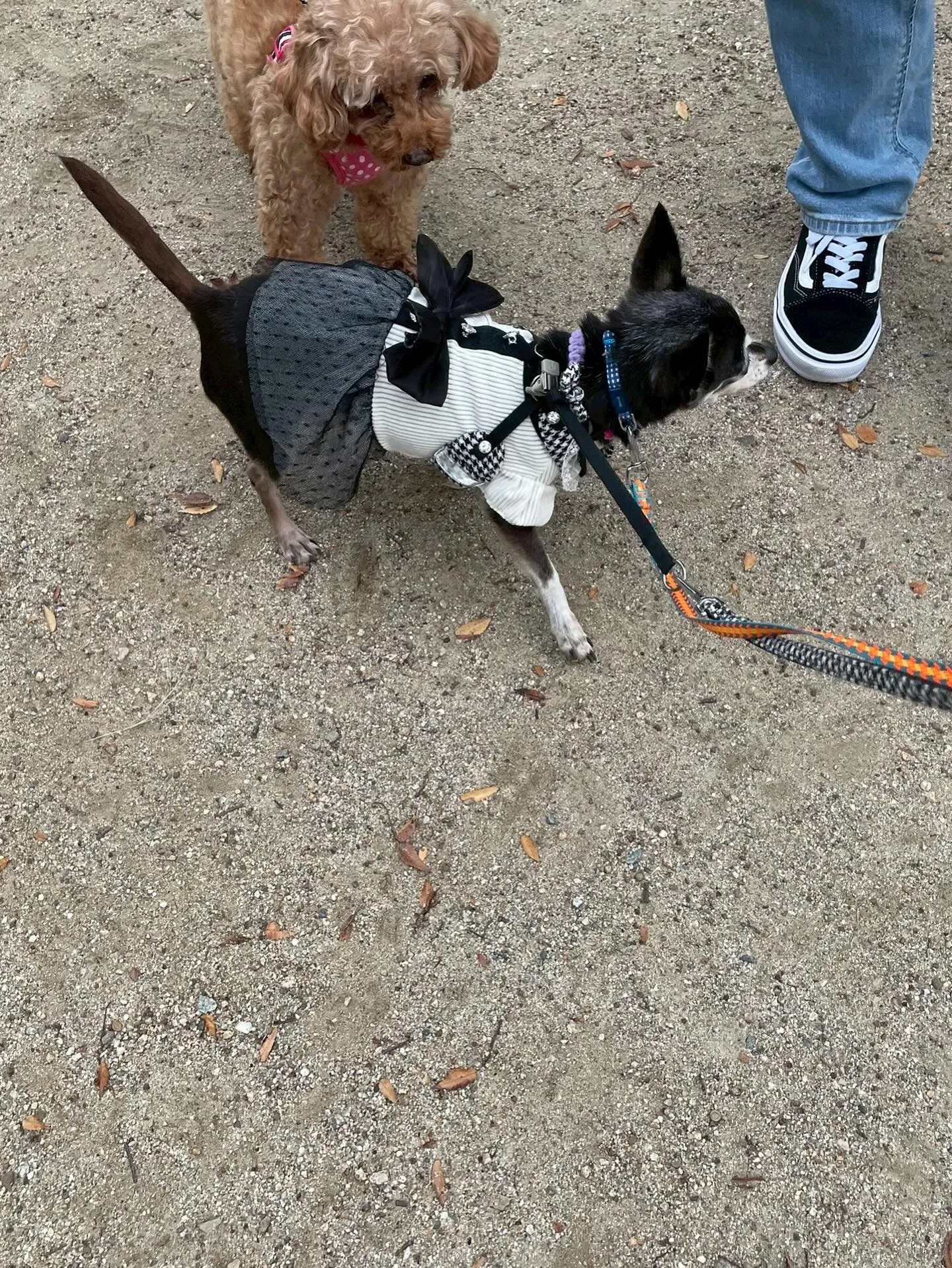 アネラカフェはオープンから半年が経ちました☕️