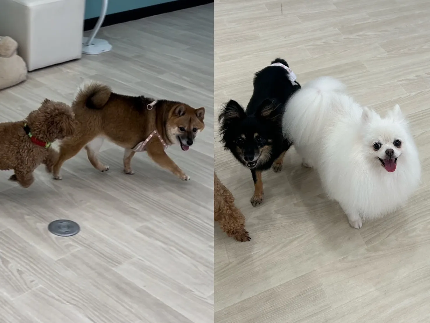 里帰りトリミングでした~♪