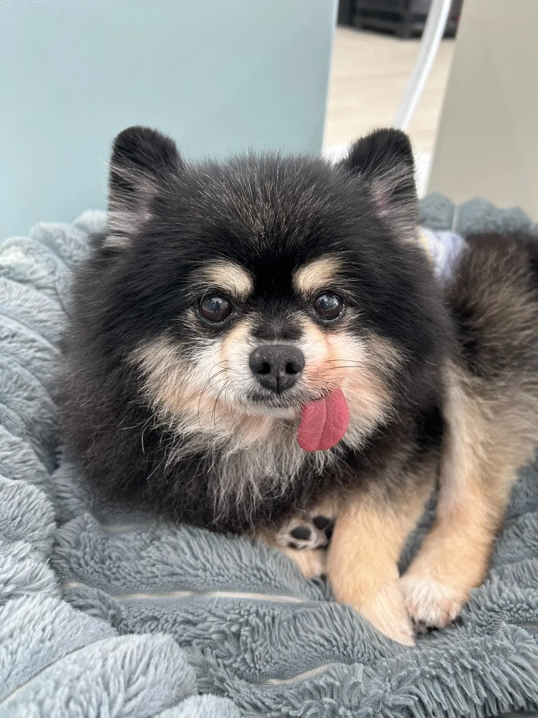 昨日のトリミング♪