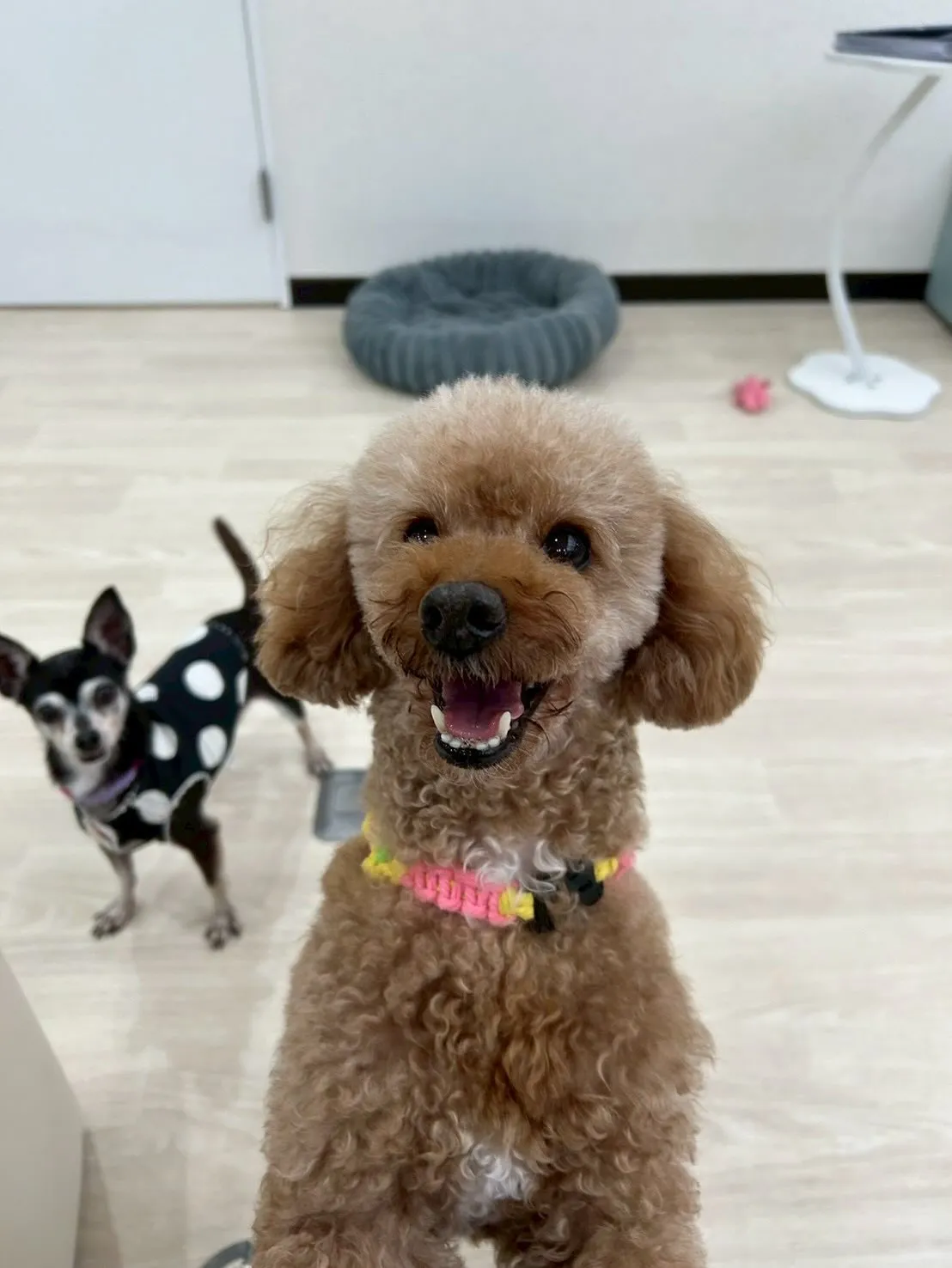 さぁ、店内もツリーを飾り、