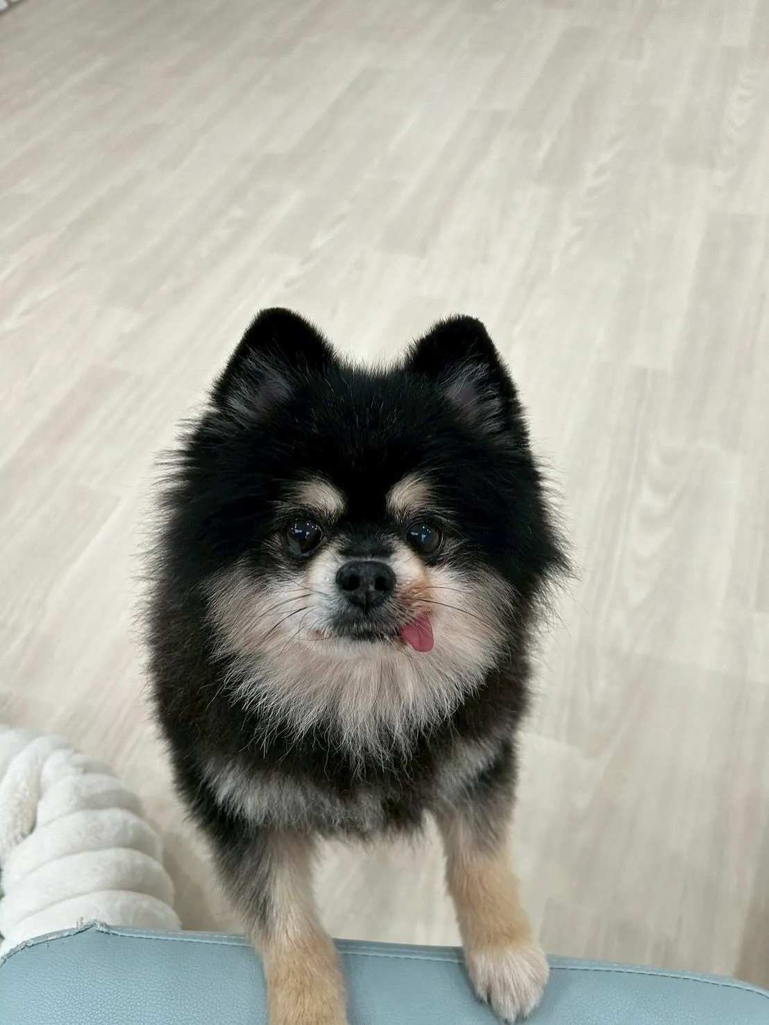 さぁ、店内もツリーを飾り、