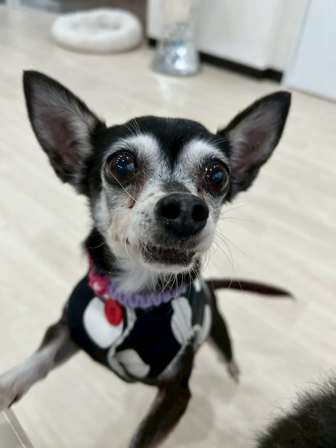 さぁ、店内もツリーを飾り、