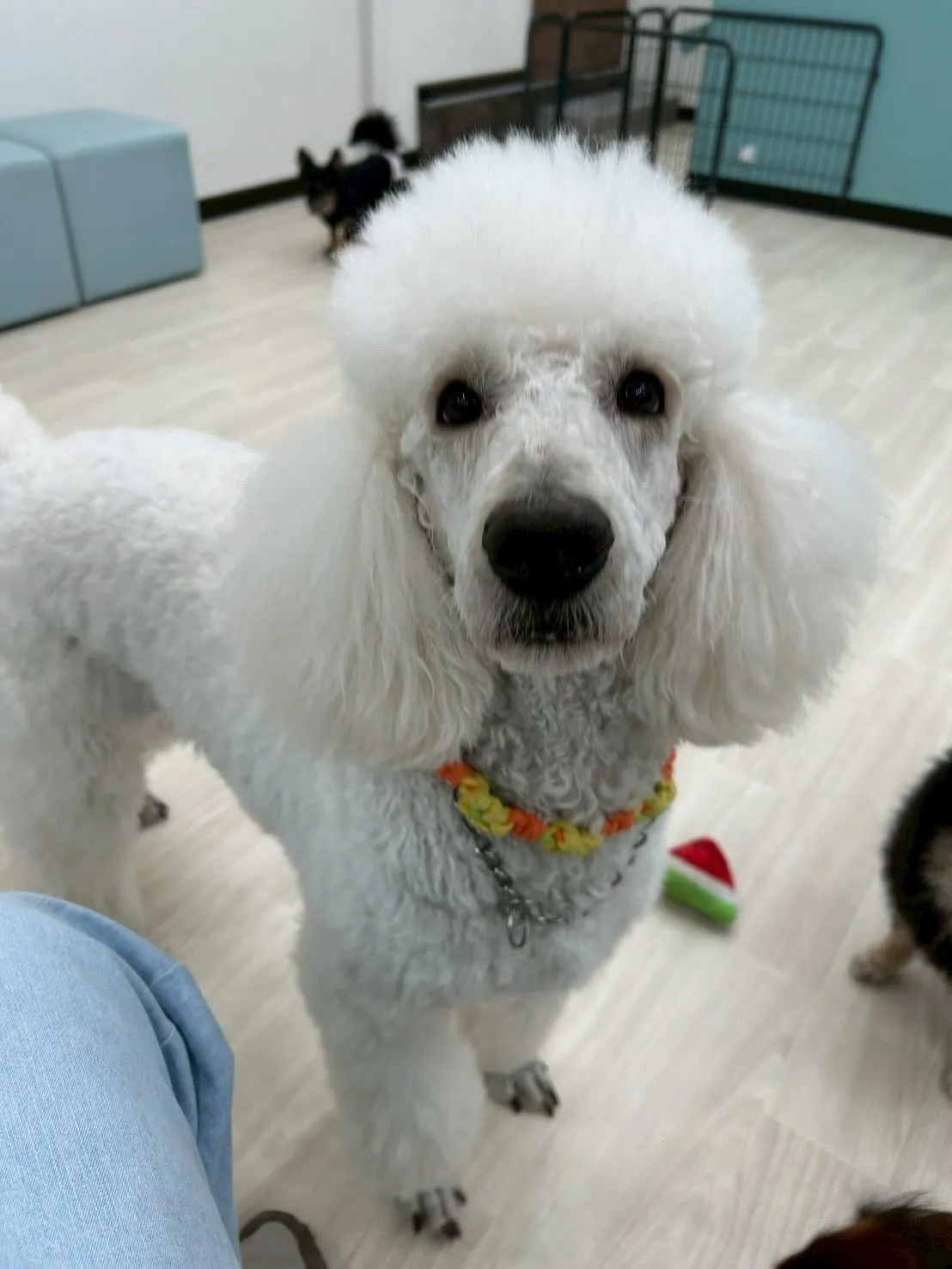 さぁ、店内もツリーを飾り、