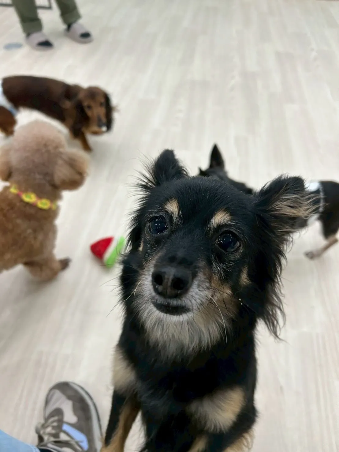 さぁ、店内もツリーを飾り、