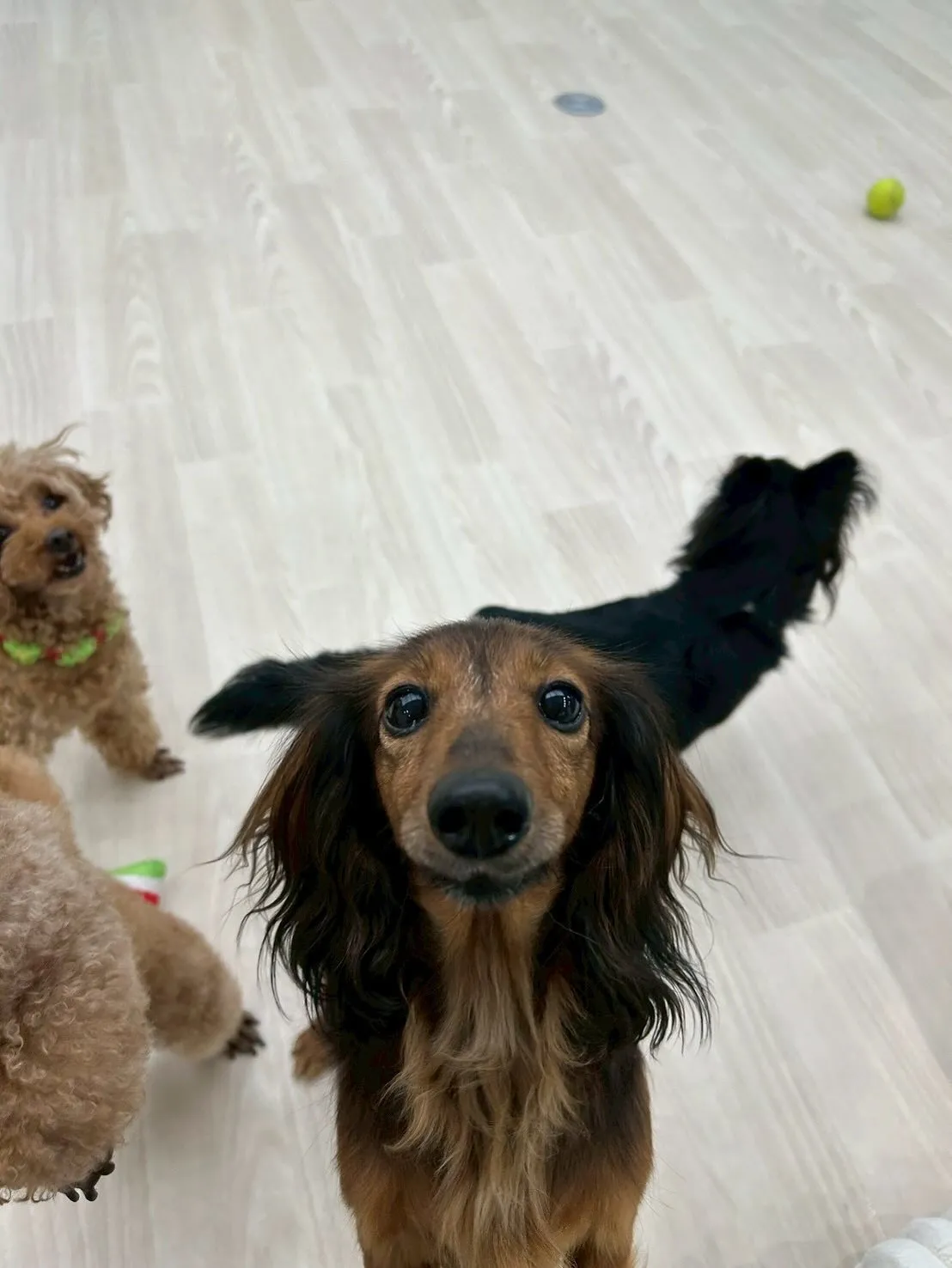 さぁ、店内もツリーを飾り、