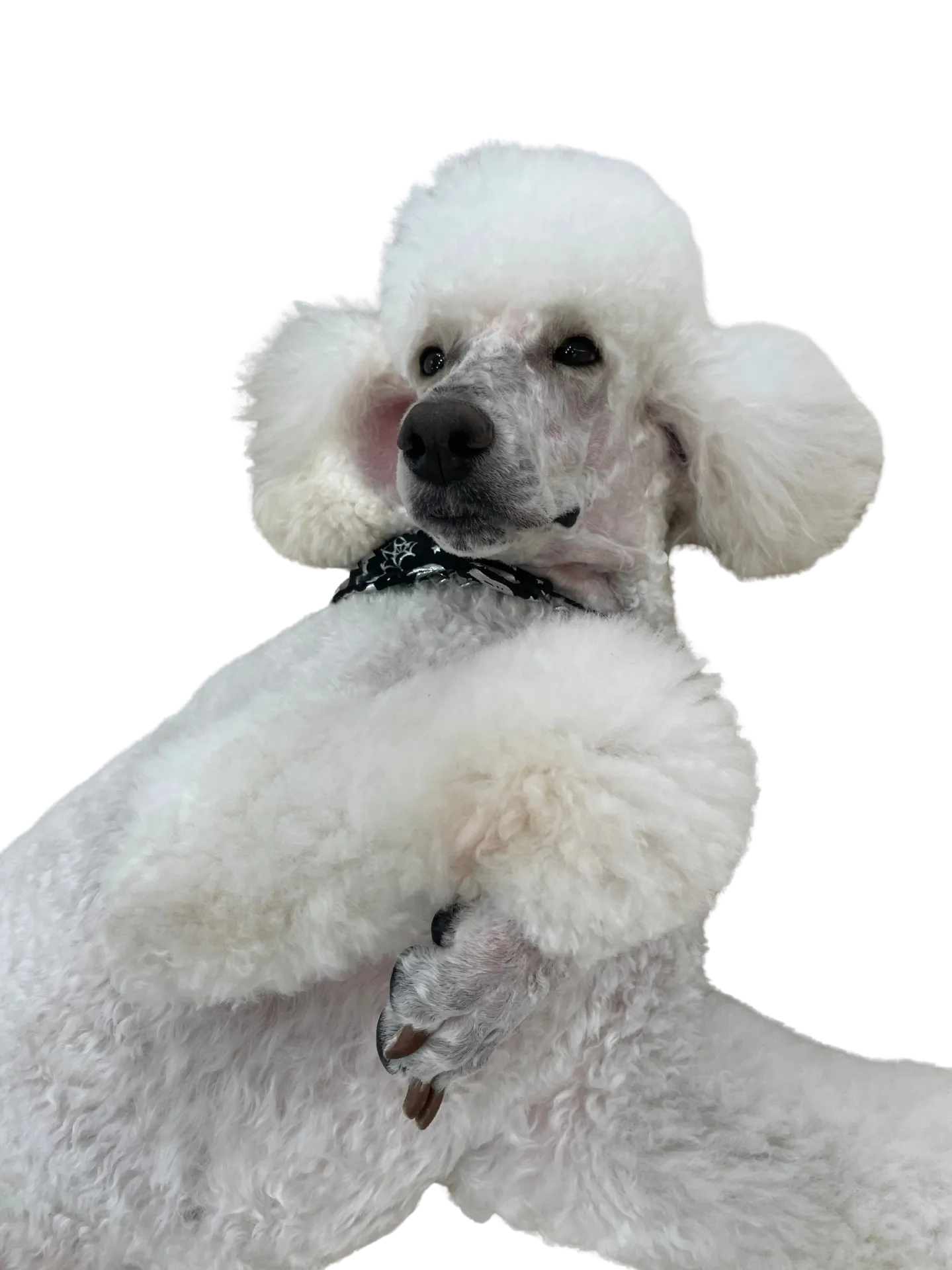 お店の保護犬紹介!第一弾!!