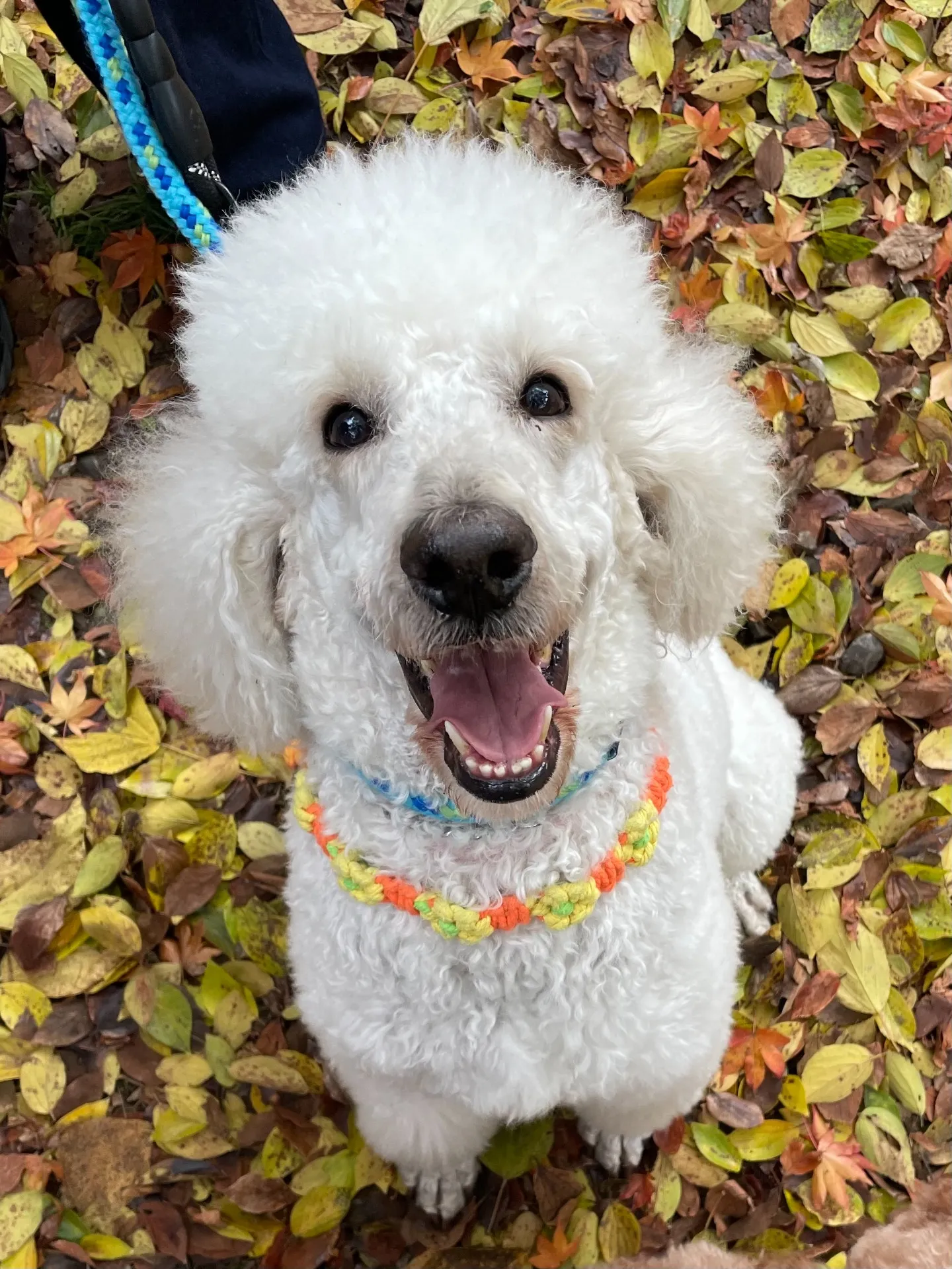 11月27日『箕面の滝』へとお出かけでした♪