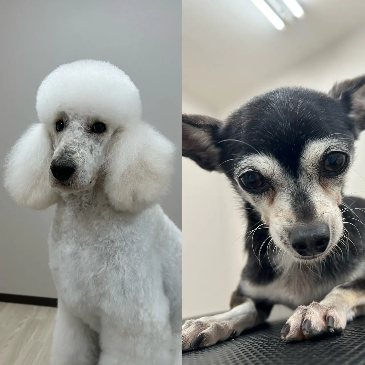 お店ワンコのトリミングしました♪