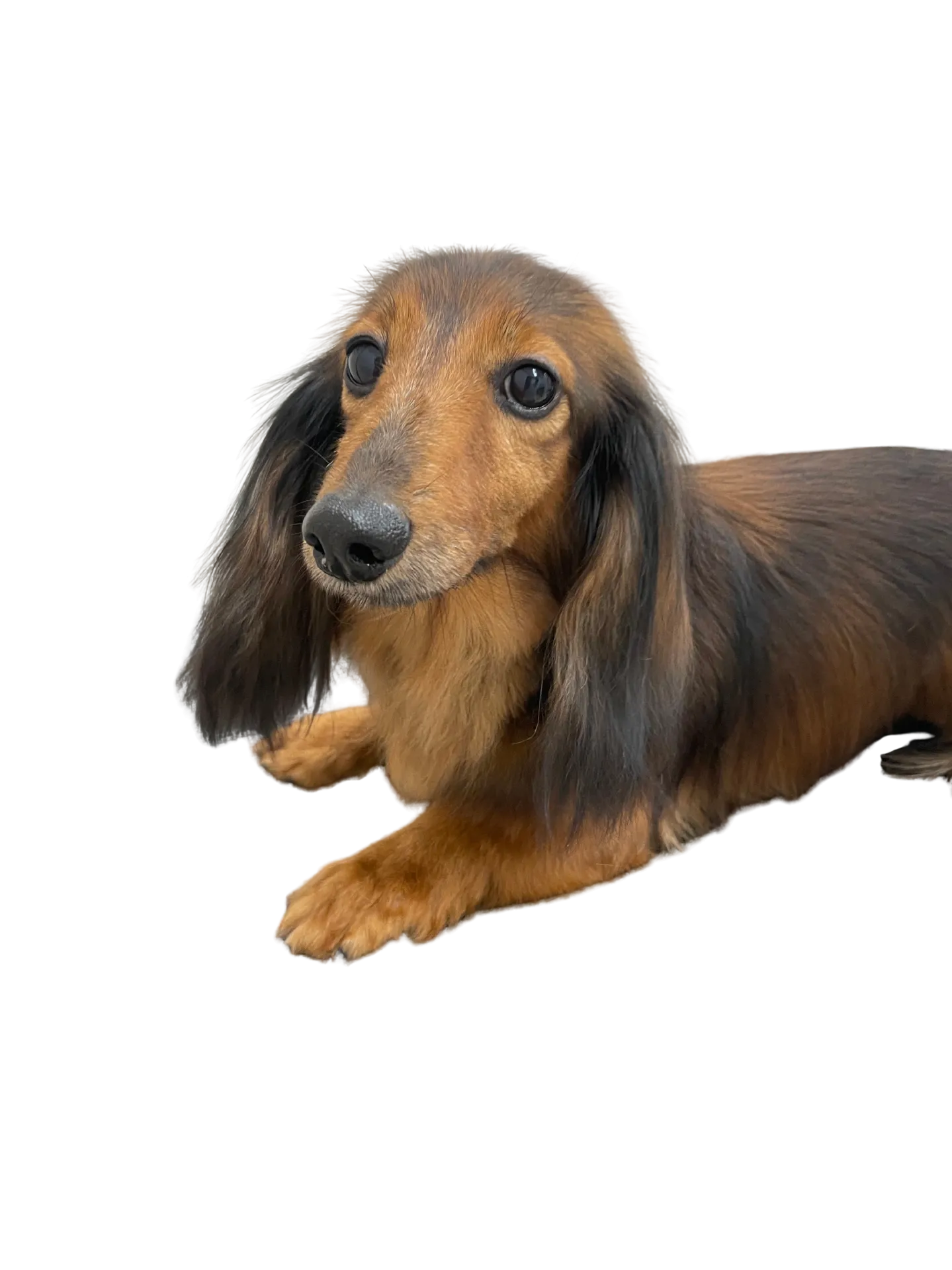 『バジル』卒業のお知らせ！