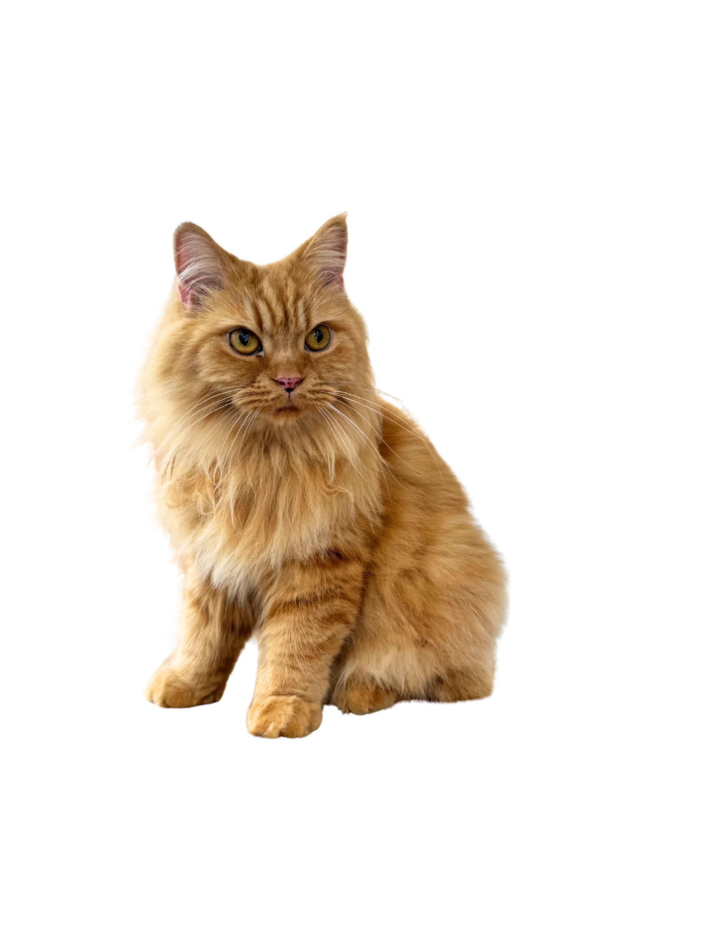 お店の保護猫紹介！第一弾！！