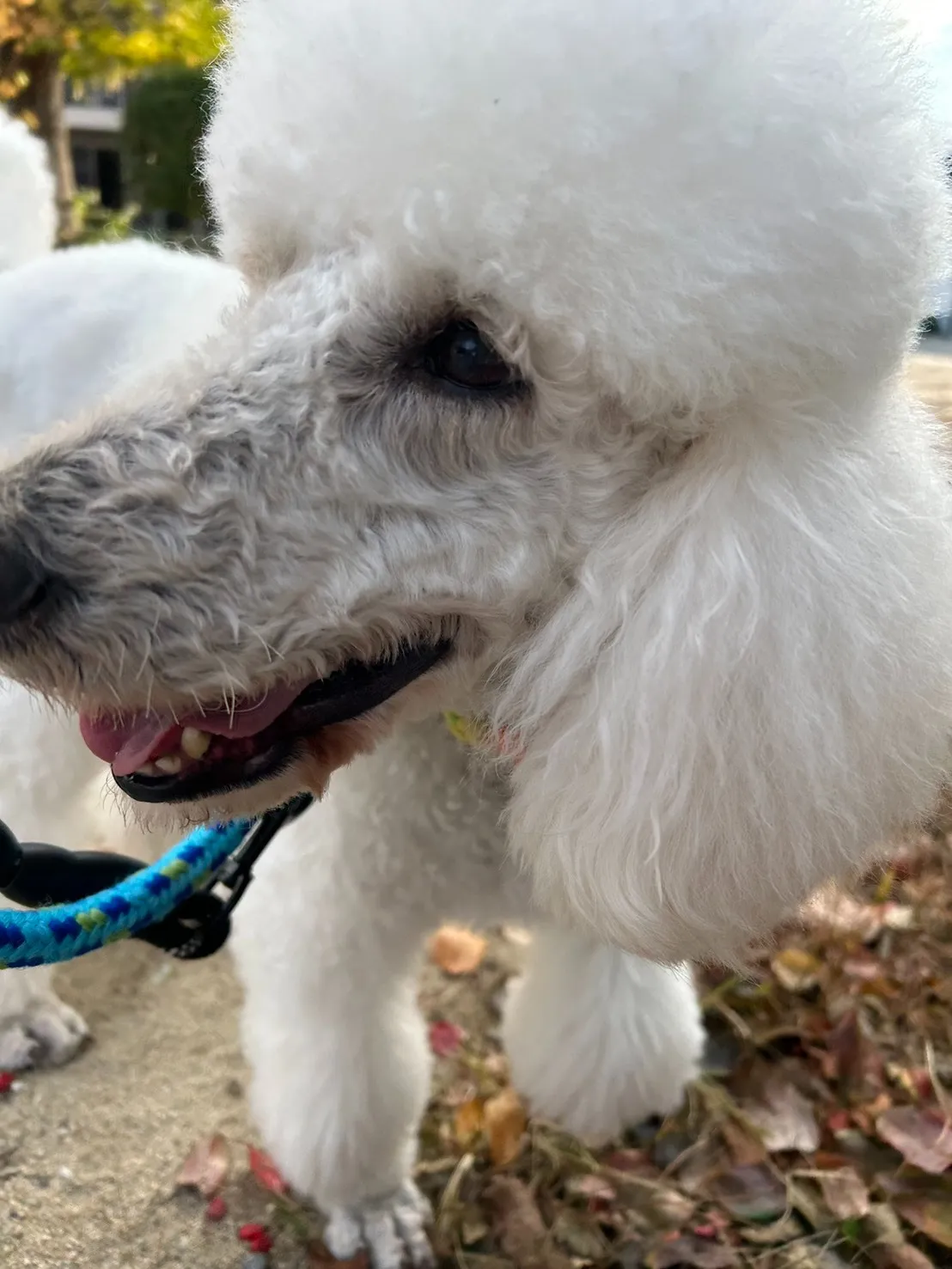 朝さんぽ行ってきました～♪