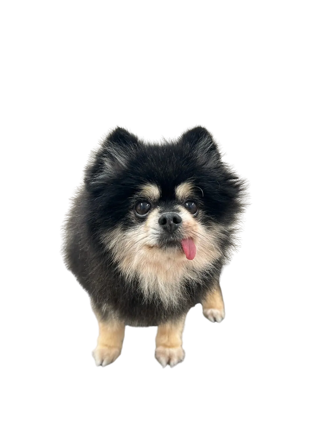 お店の保護犬紹介！第二弾！！