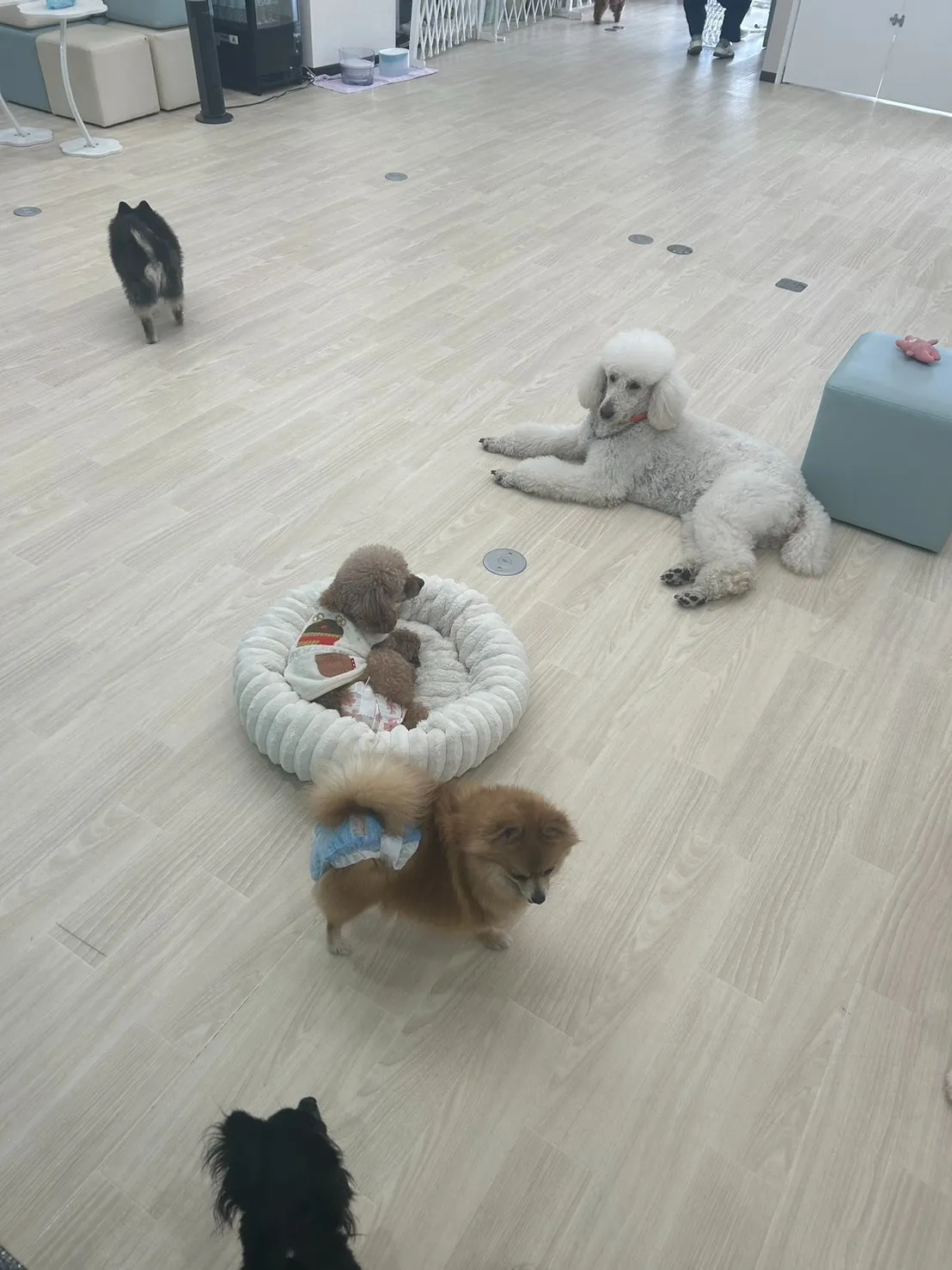 朝のワンコの様子ですー！