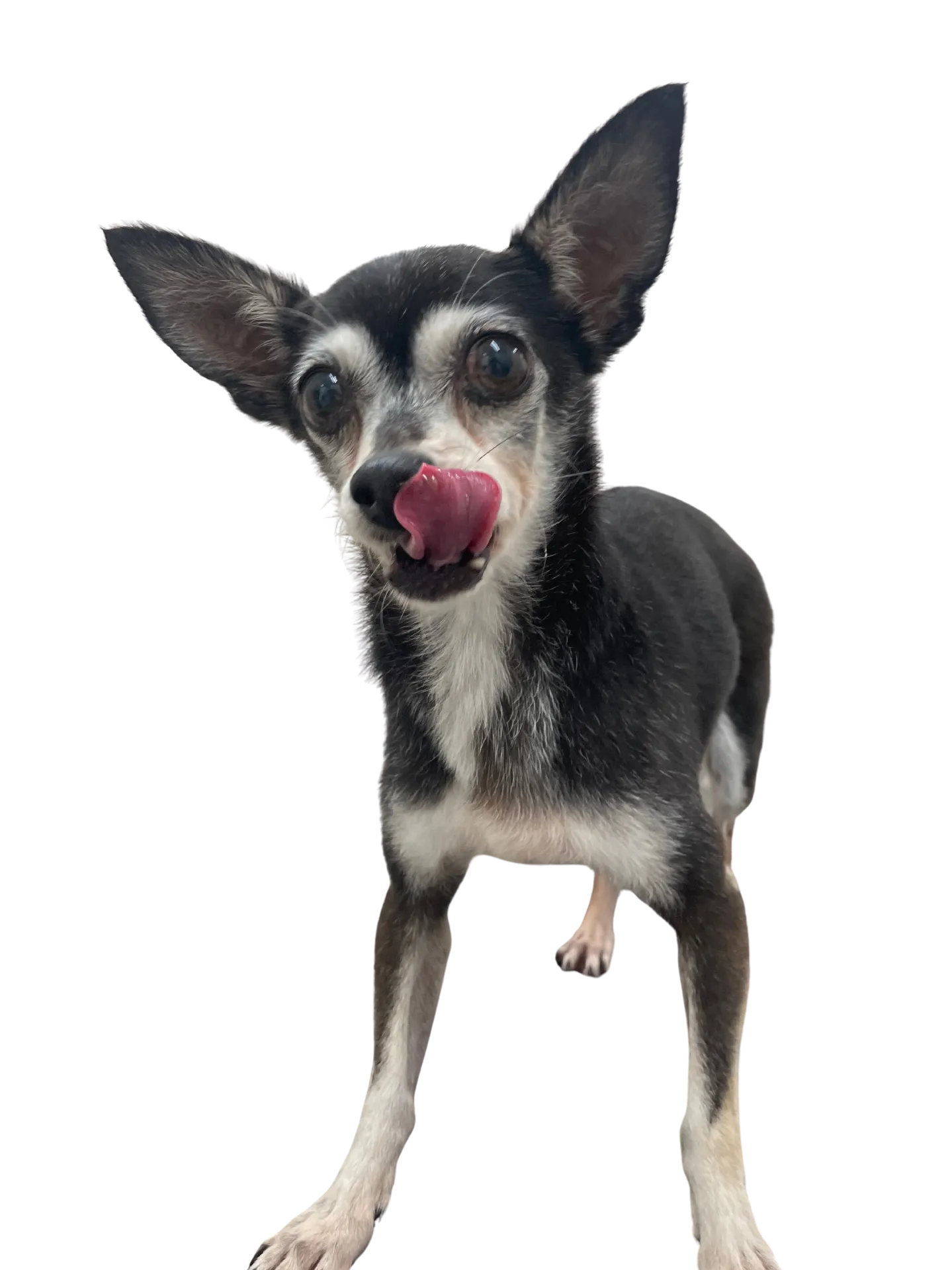 お店の保護犬紹介！第三弾！！