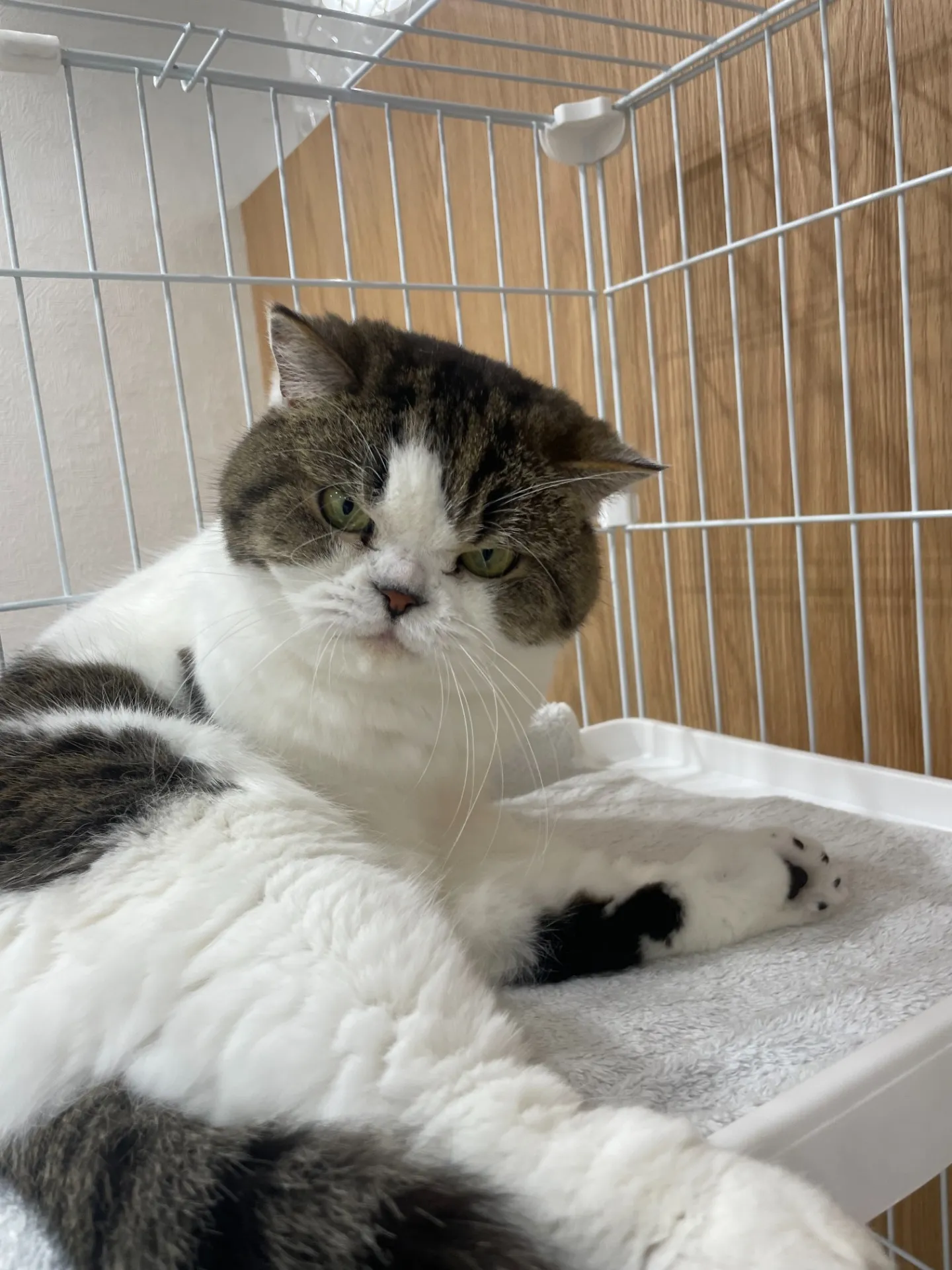 お店の保護猫紹介！第二弾！！