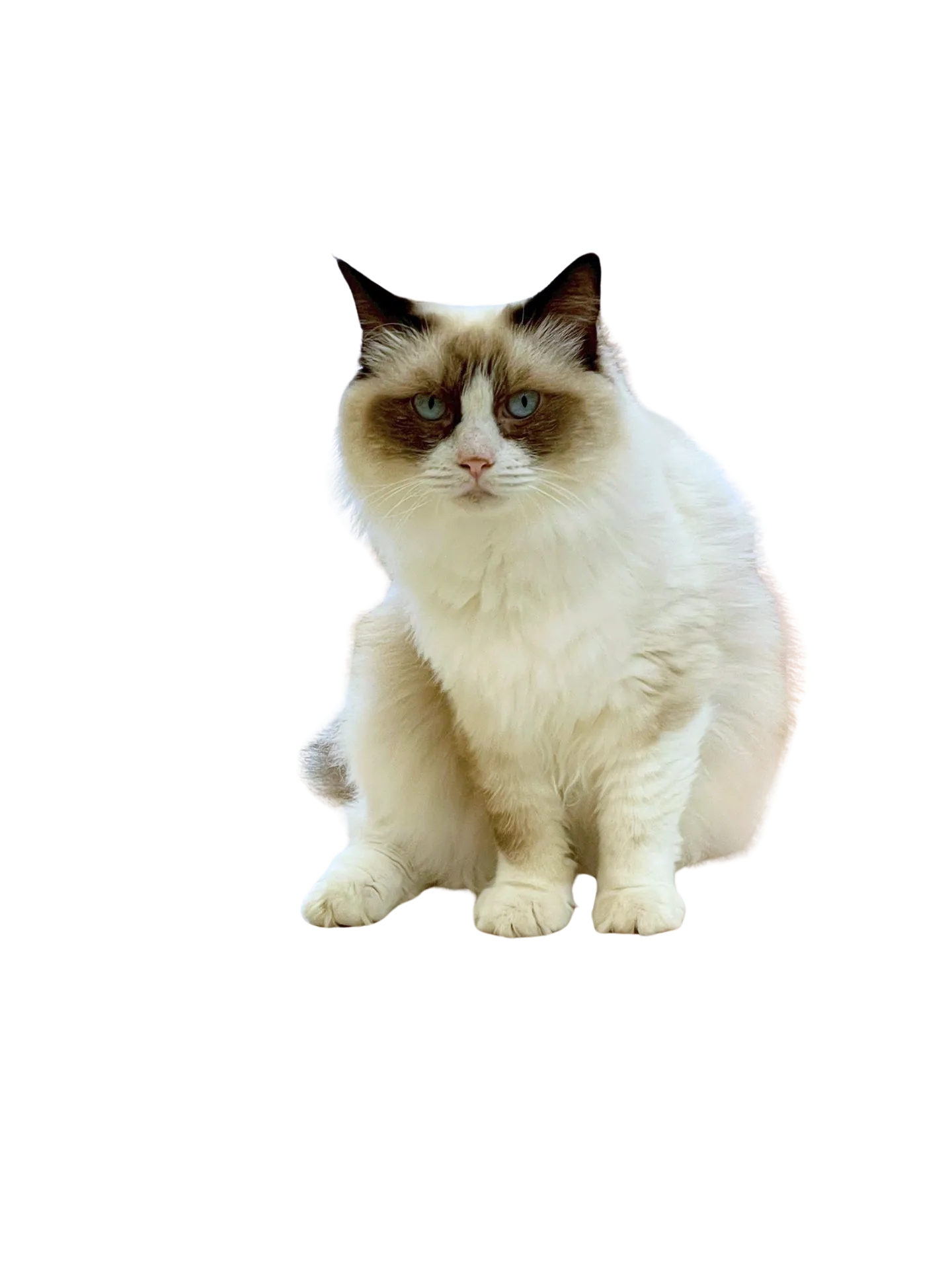 お店の保護猫紹介!第4弾!!