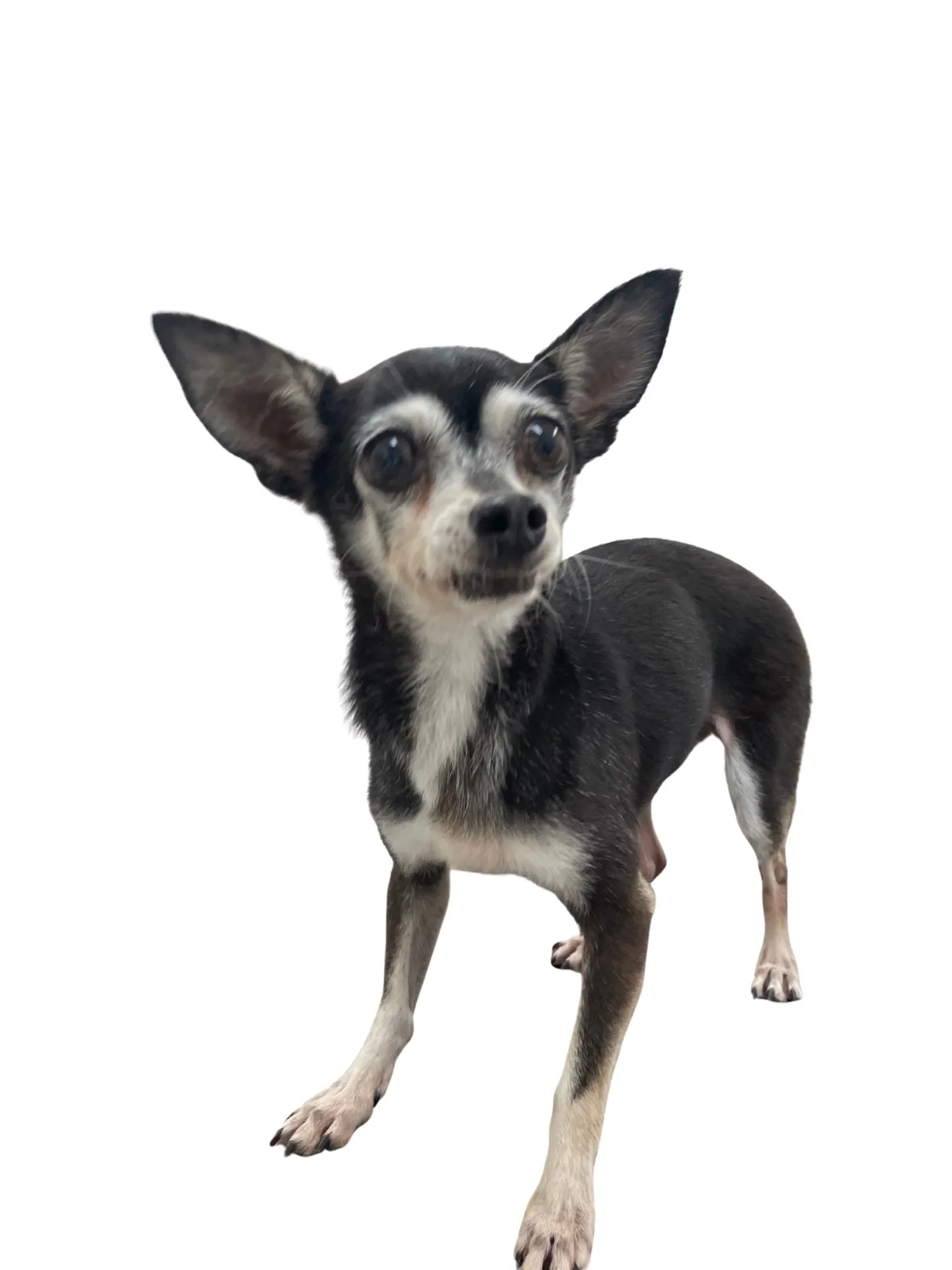 『なつおとめ』卒業のお知らせ！