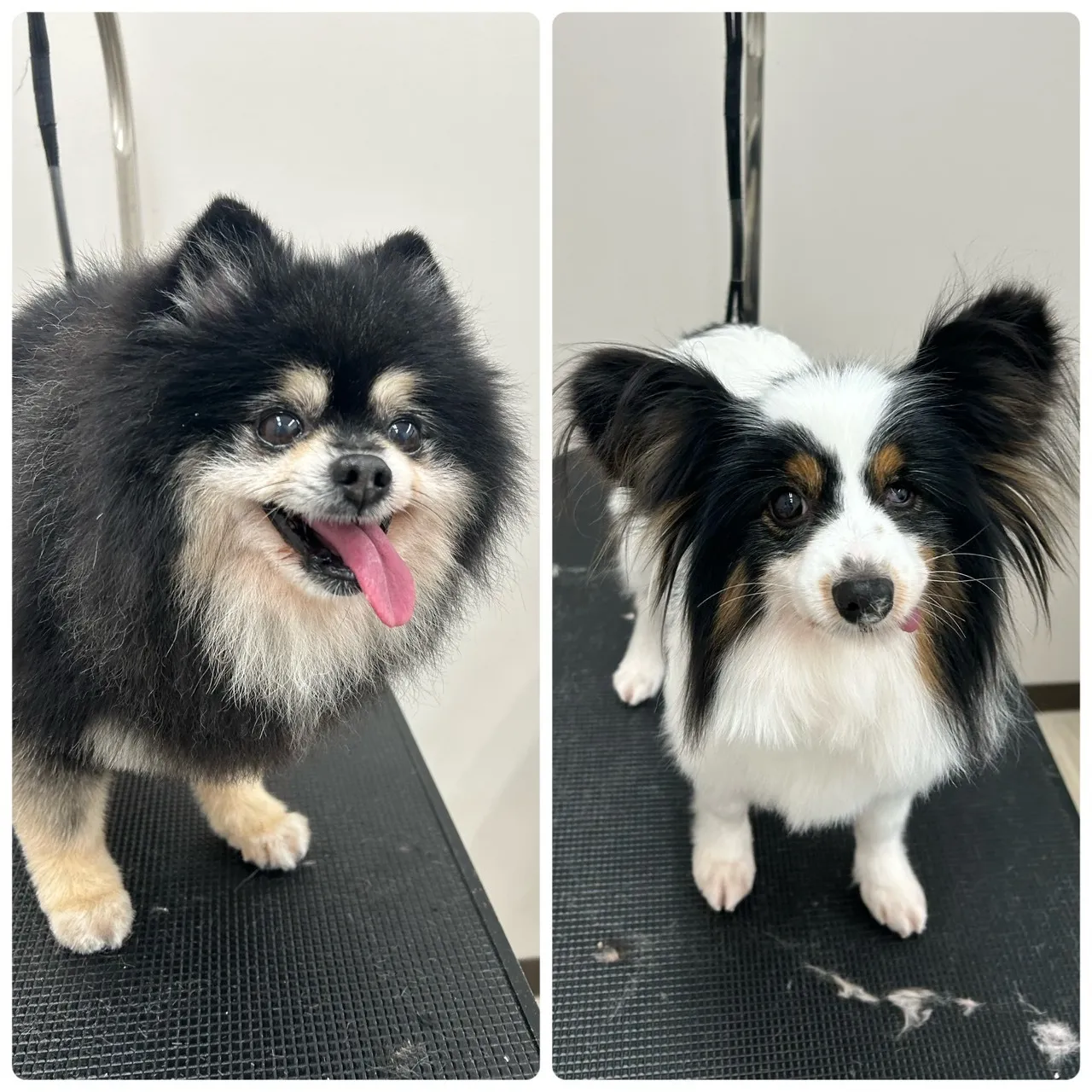 お店ワンコ年末トリミング【第2弾!】