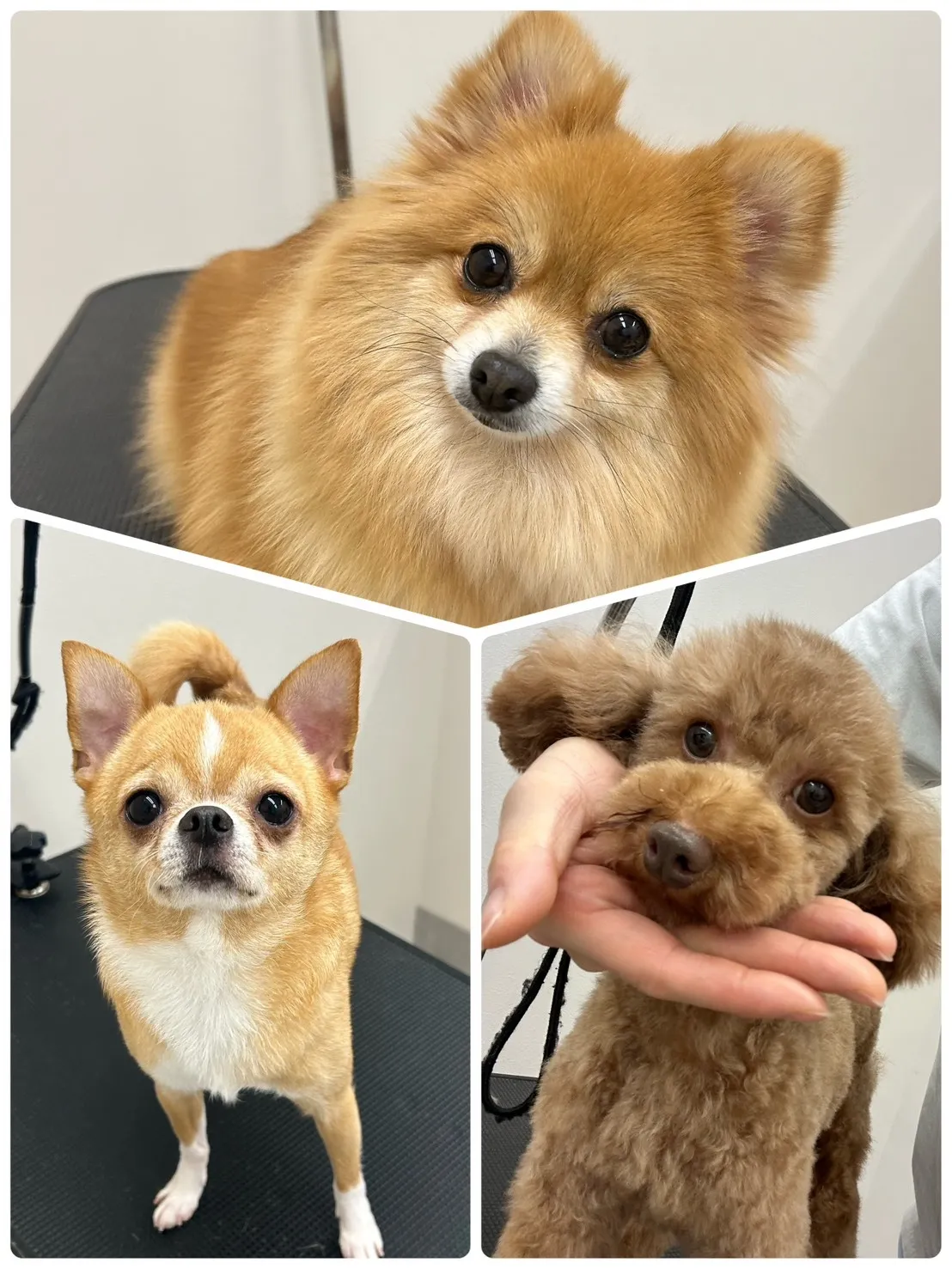 年始トリミング【第4弾!】