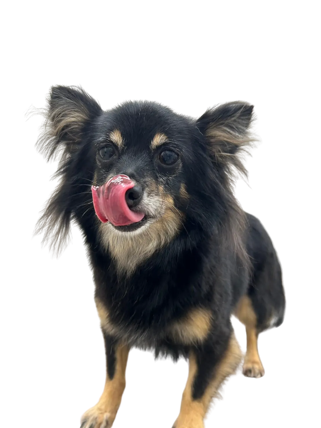 お店の保護犬紹介！第５弾！！