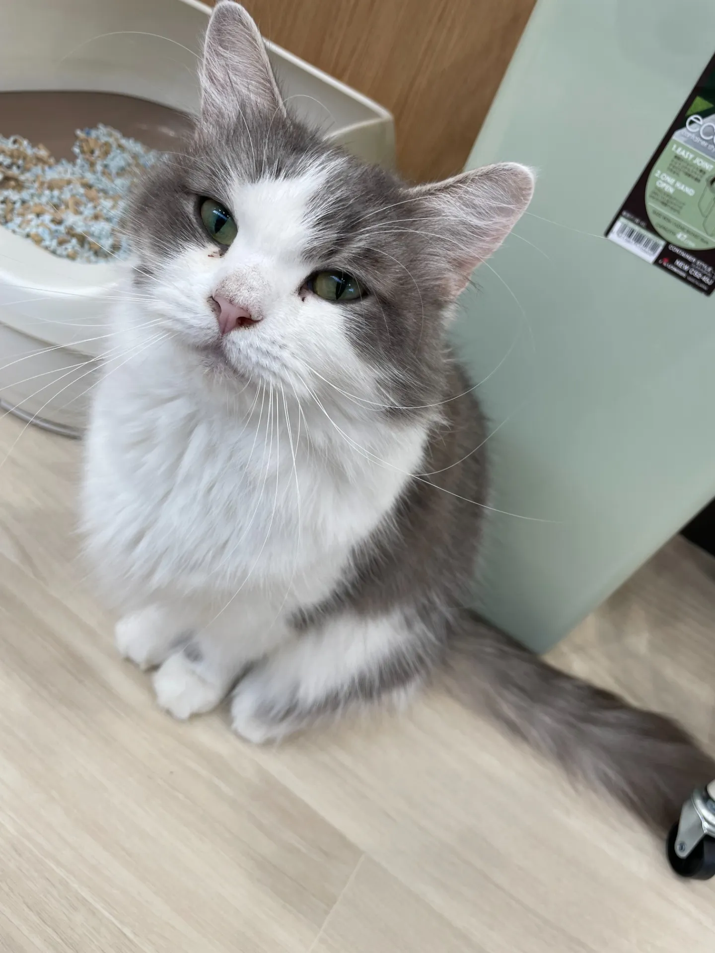 お店の保護猫紹介！第５弾！！