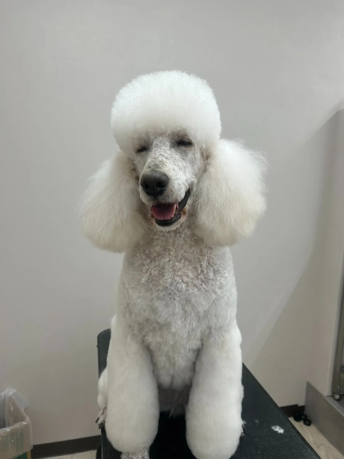 年始トリミング【第５弾！ラストです！】