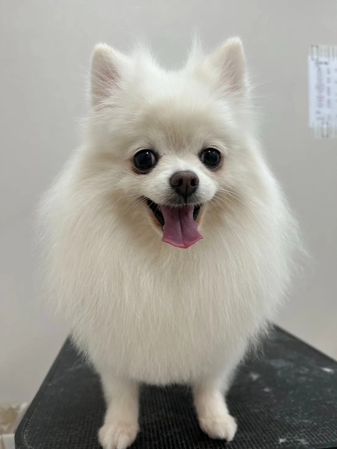 里帰りトリミングでした～♪