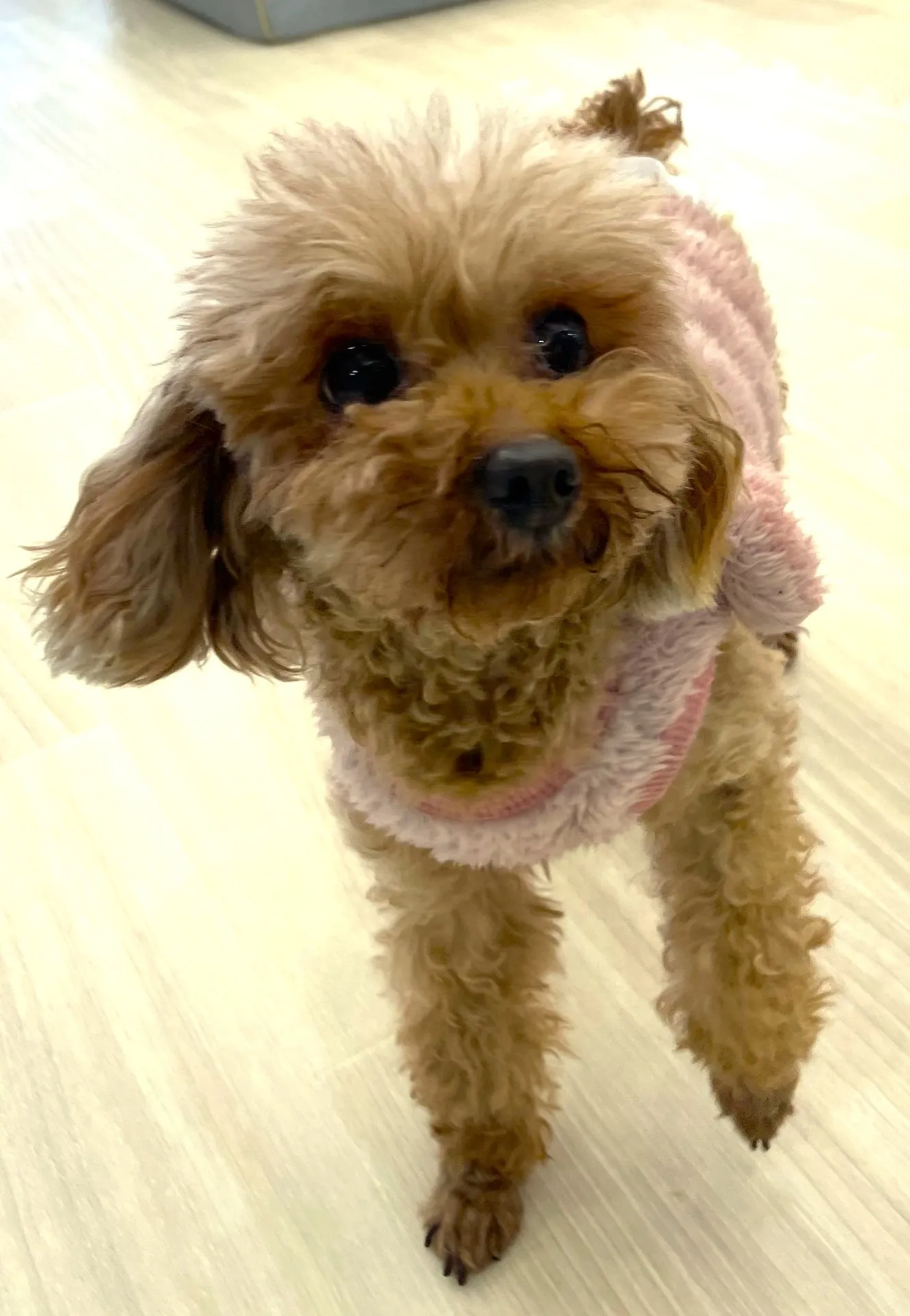 お店の保護犬紹介！第６弾！！