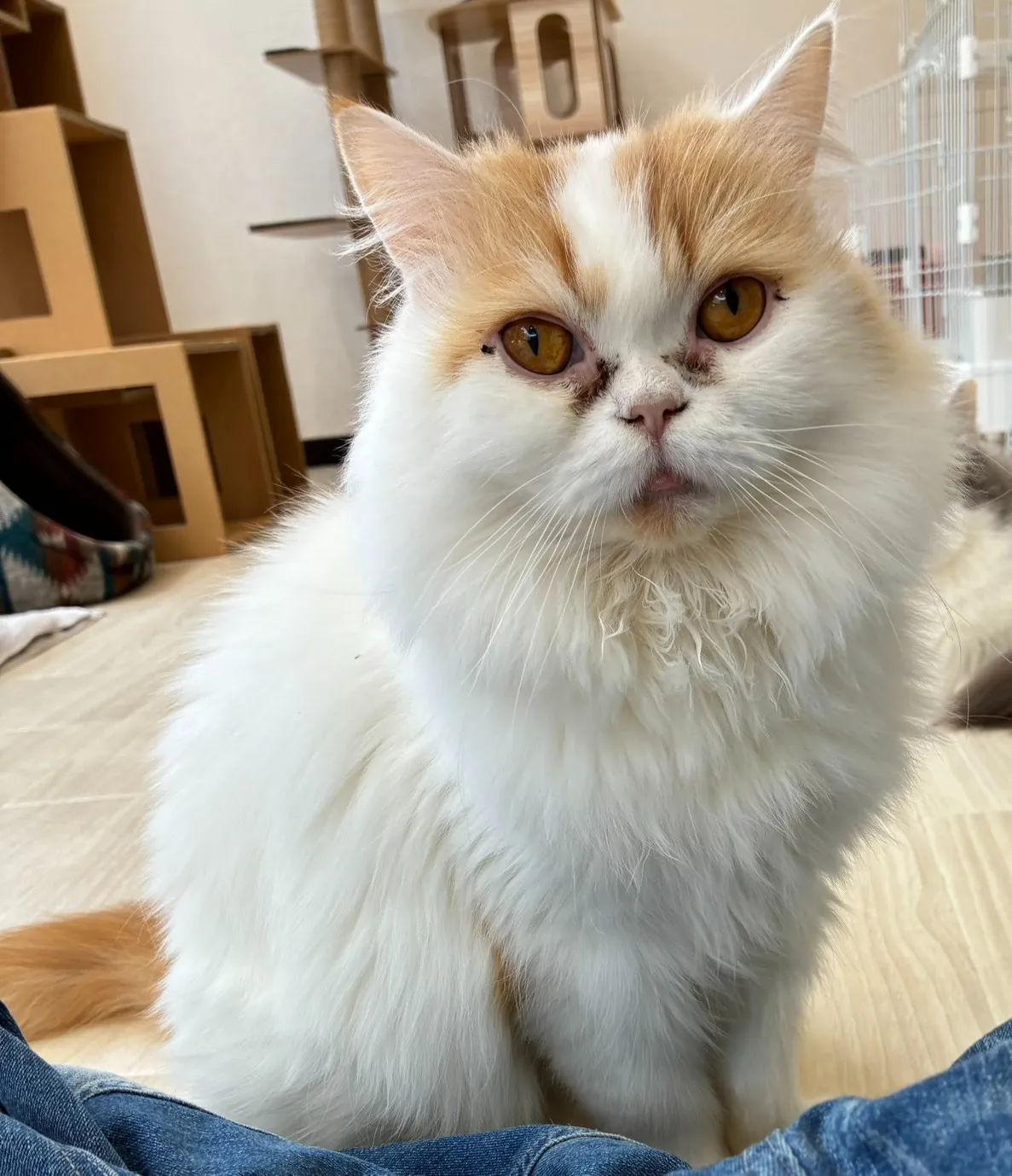 お店の保護猫紹介！第６弾！！