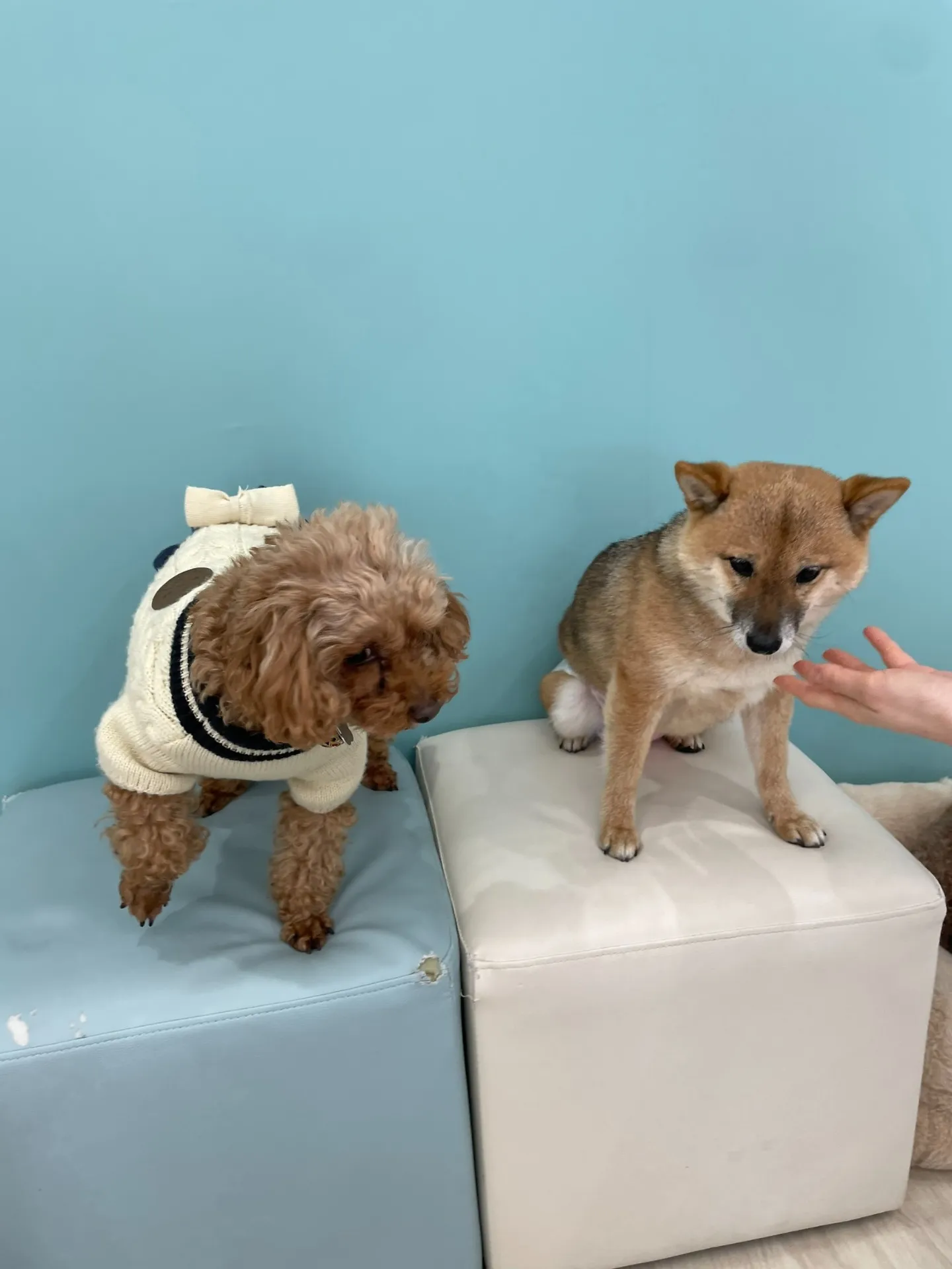 アネット（アンダーギー）とのりの里帰り！