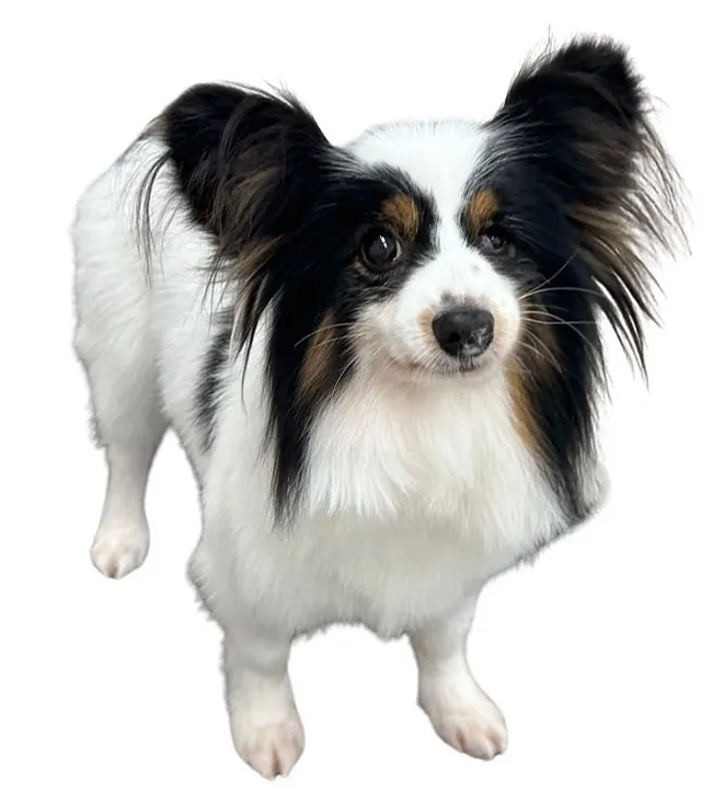 『アーガイル』卒業のお知らせ！