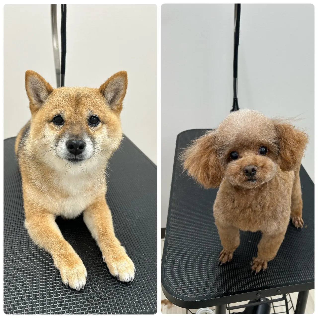 里帰りトリミングでした～♪