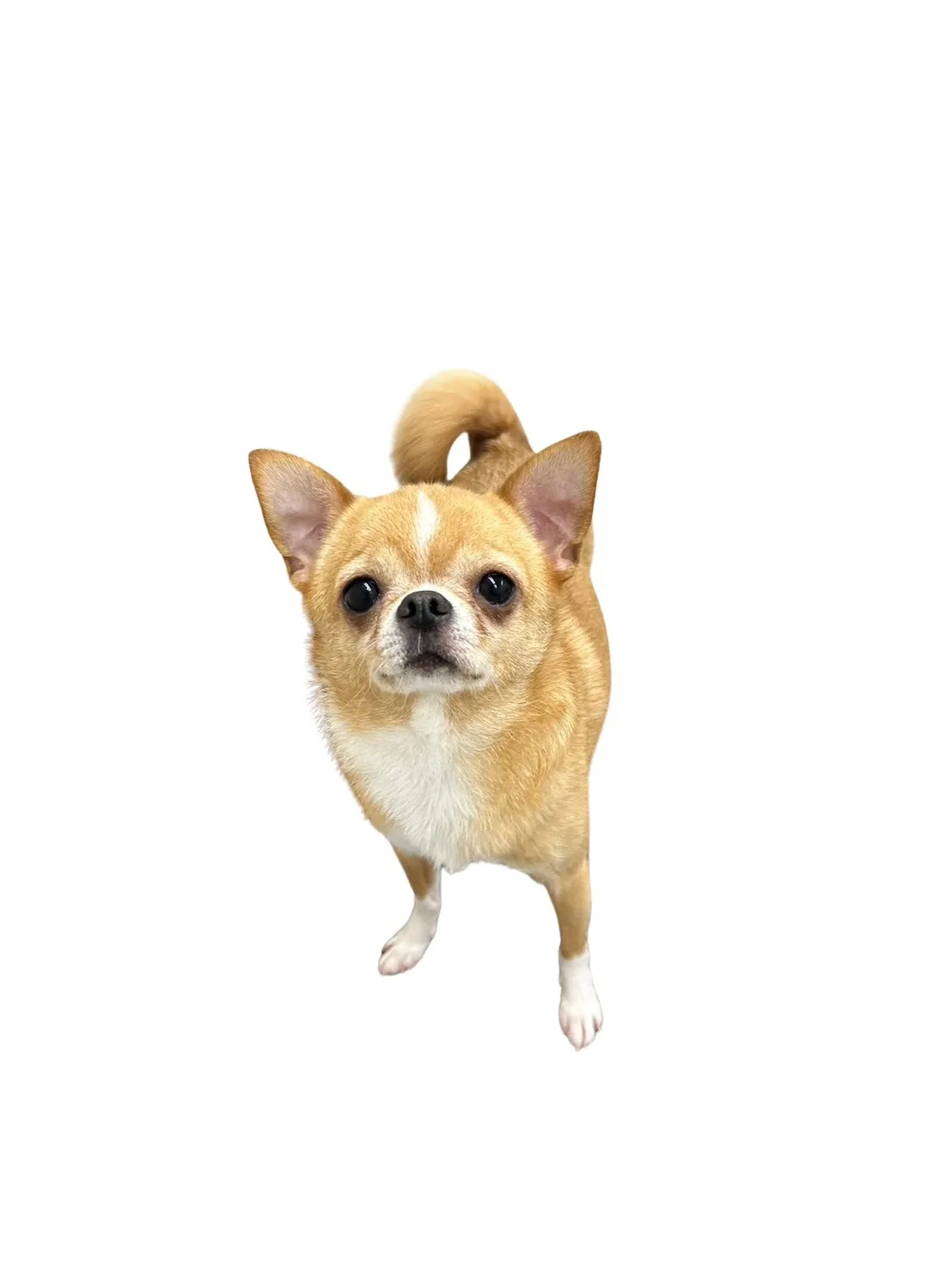 お店の保護犬紹介！第７弾！！