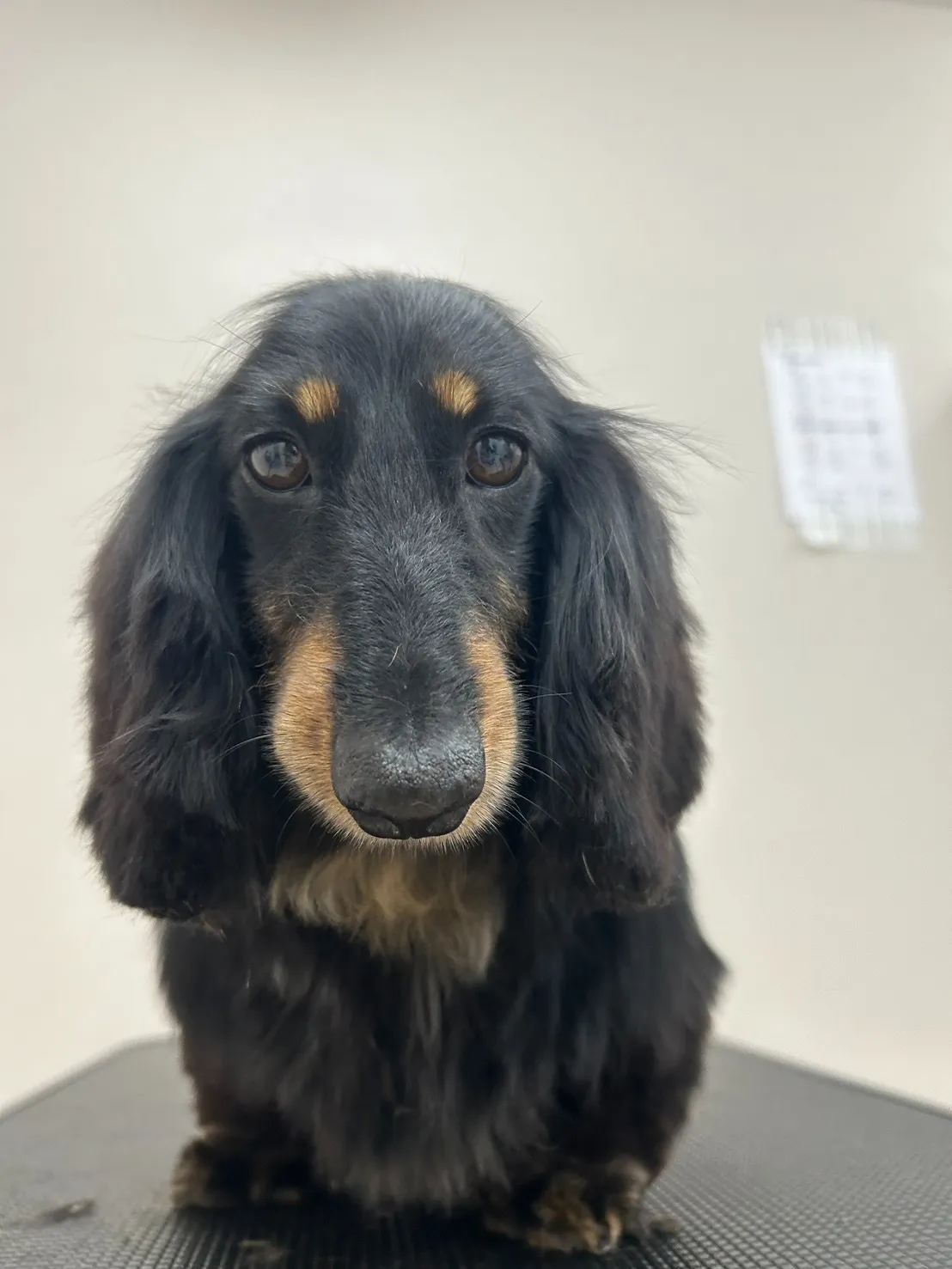 里帰りトリミングでした～♪