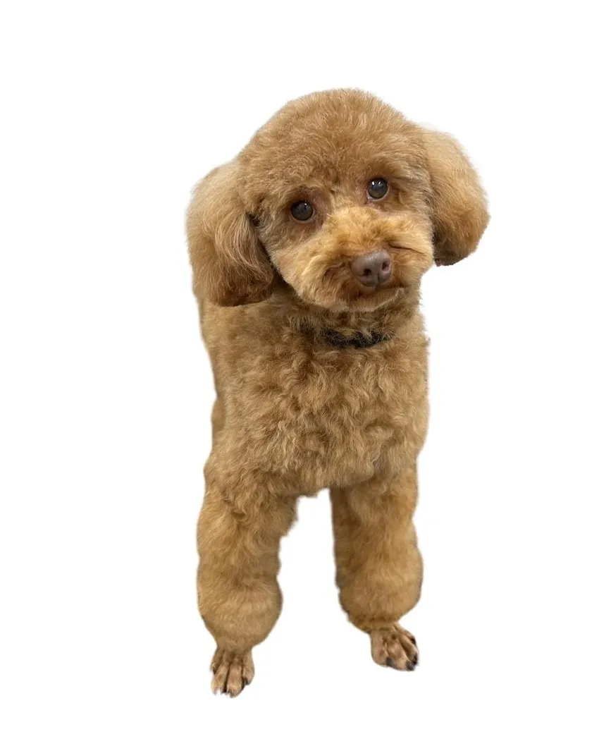 お店の保護犬紹介!第8弾!!