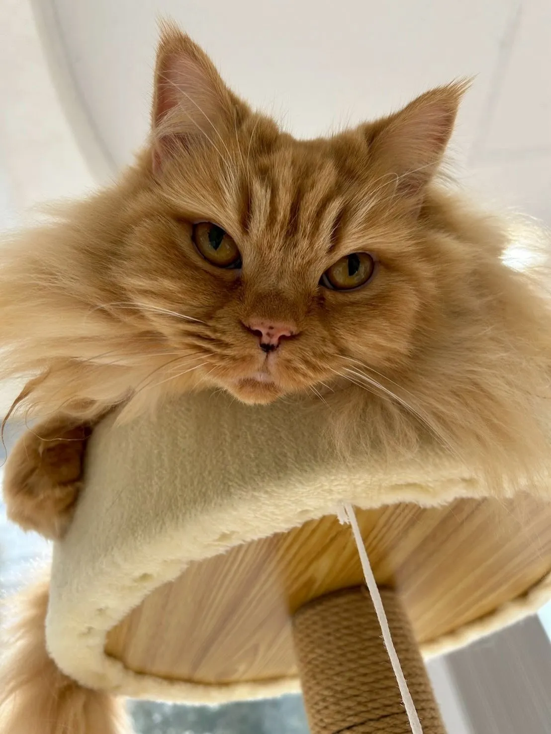 さぁ二月は冬バージョンのシールゲットです！