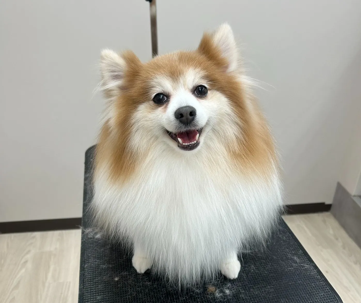 里帰りトリミングでした～♪