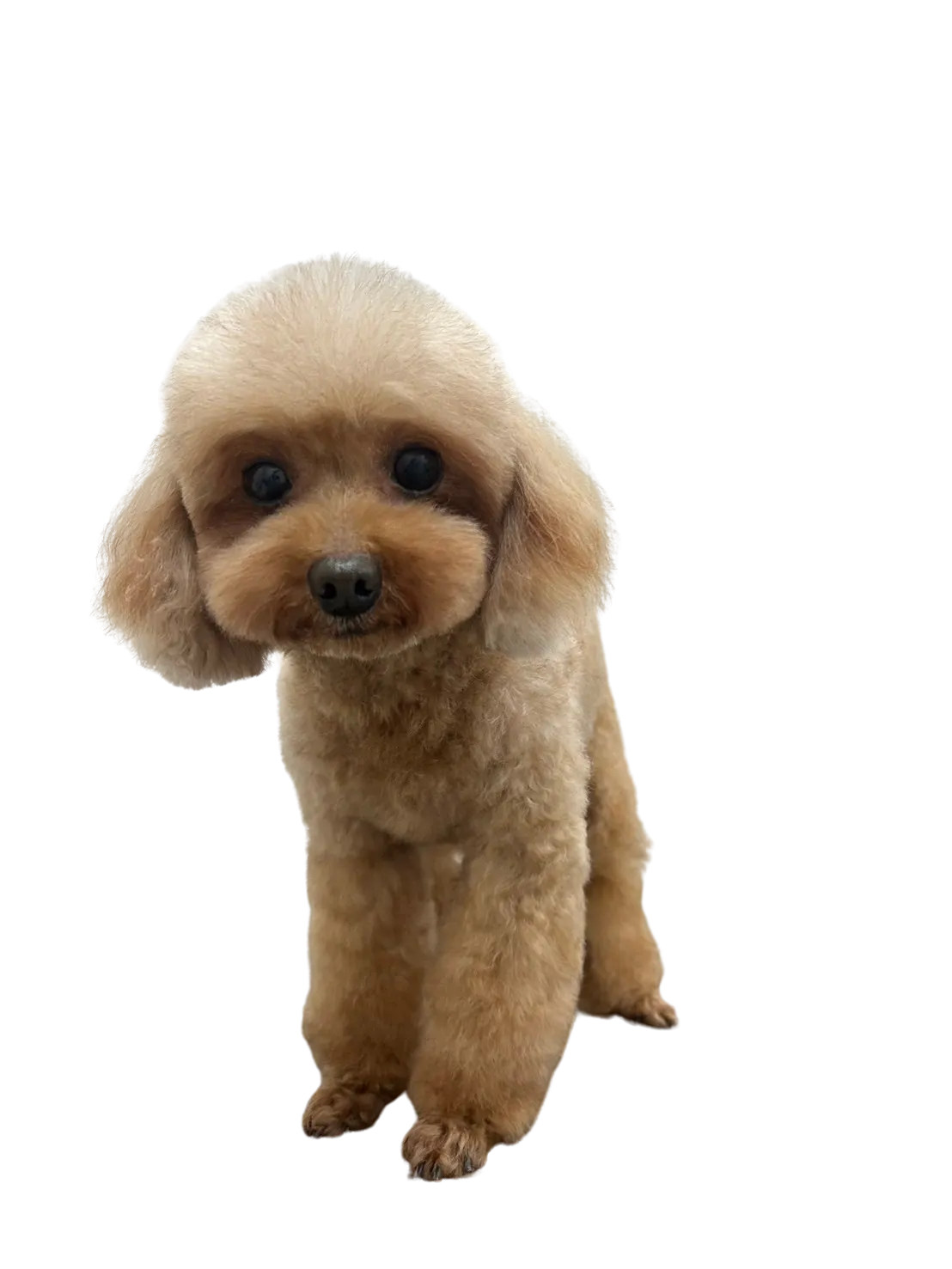 『グレース』卒業のお知らせ！