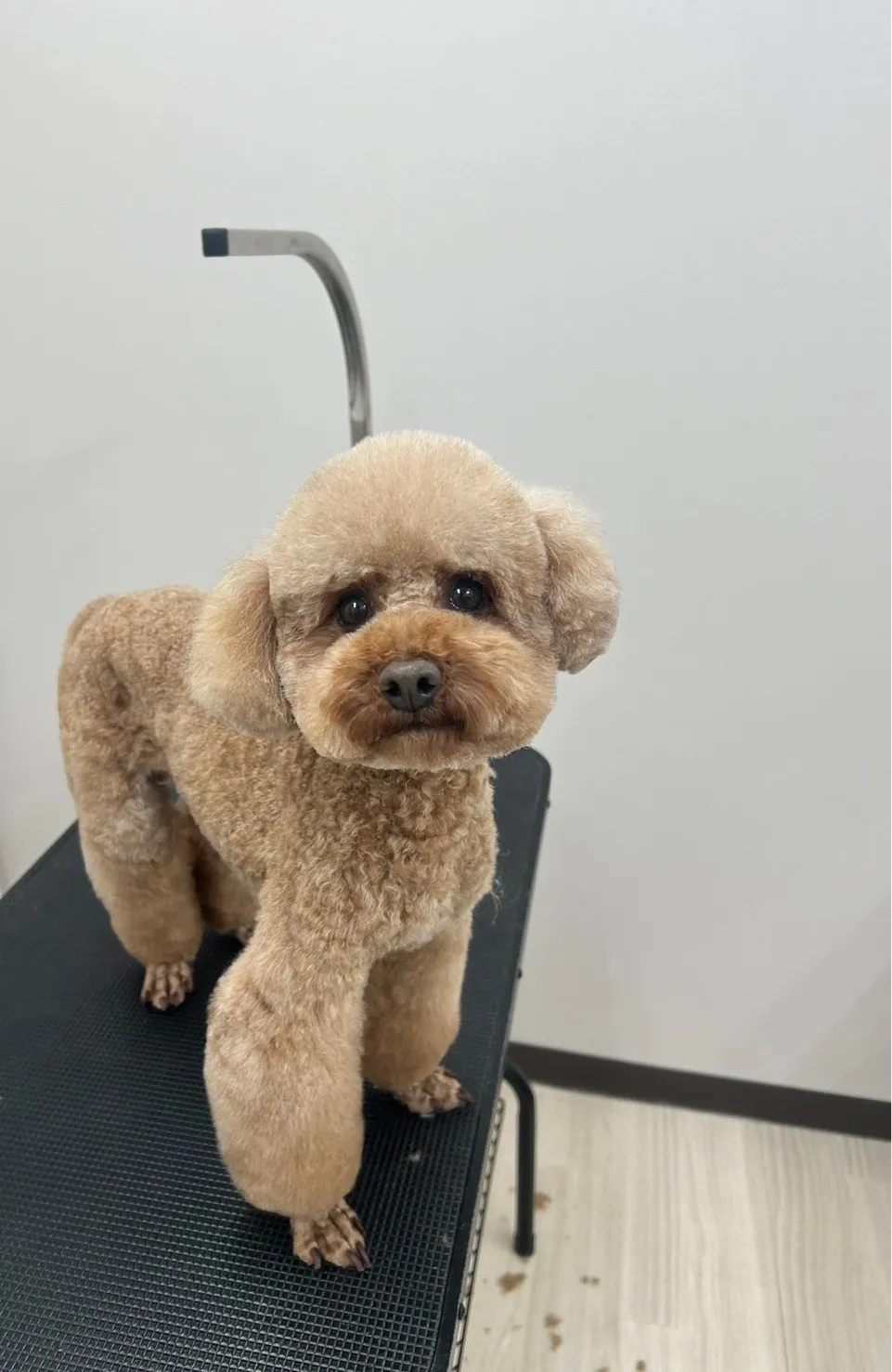 お店わんこのトリミング行いました～♪