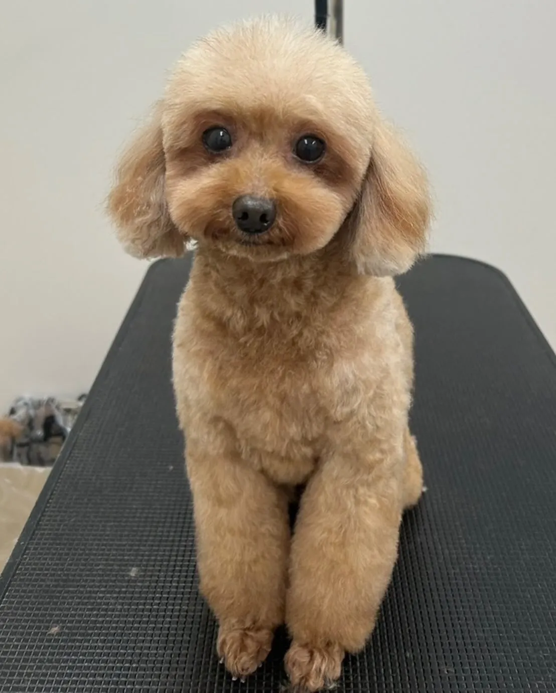 トリマーさん募集します！