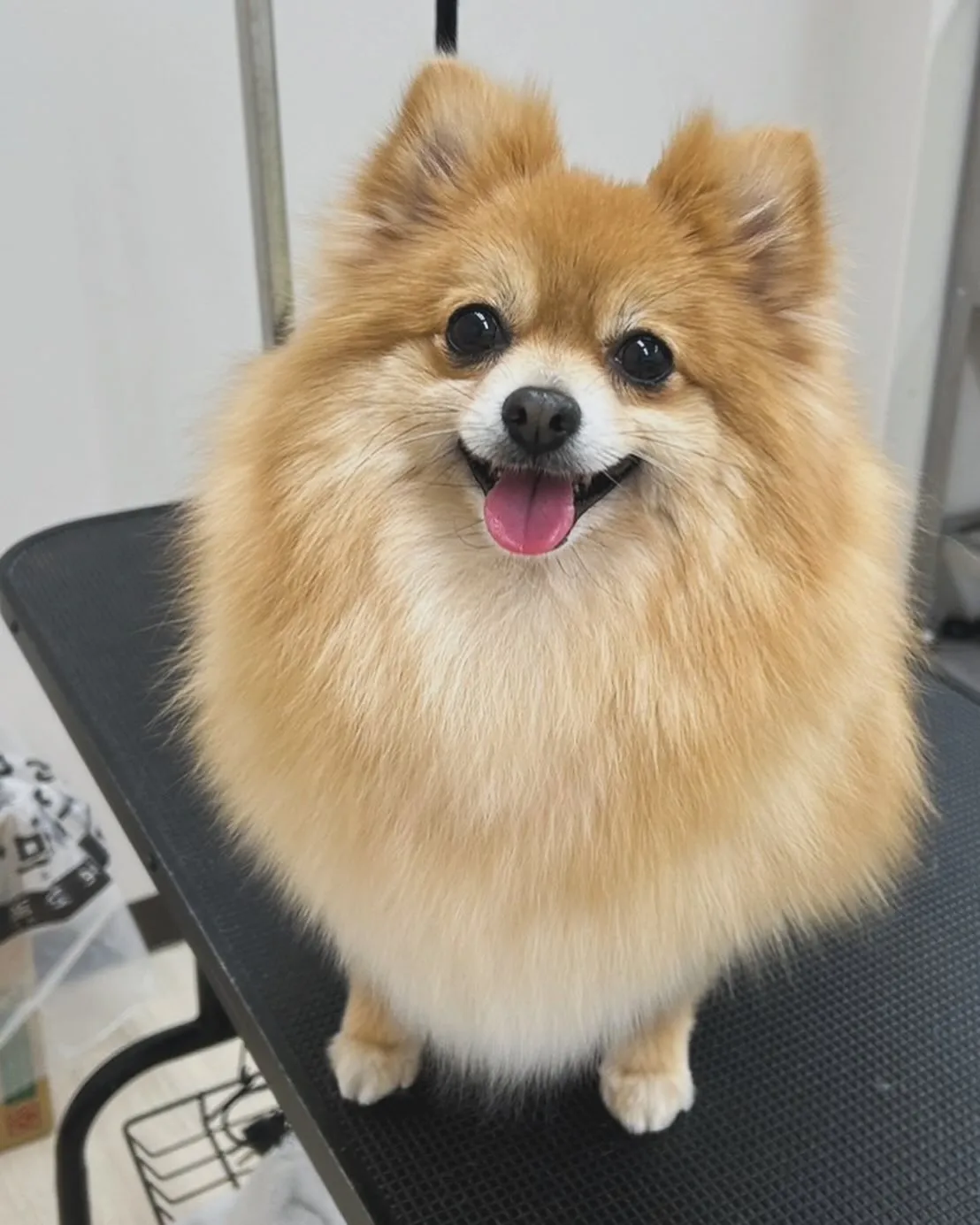 トリマーさん募集します！