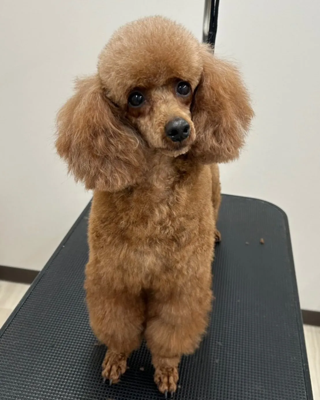 トリマーさん募集します！