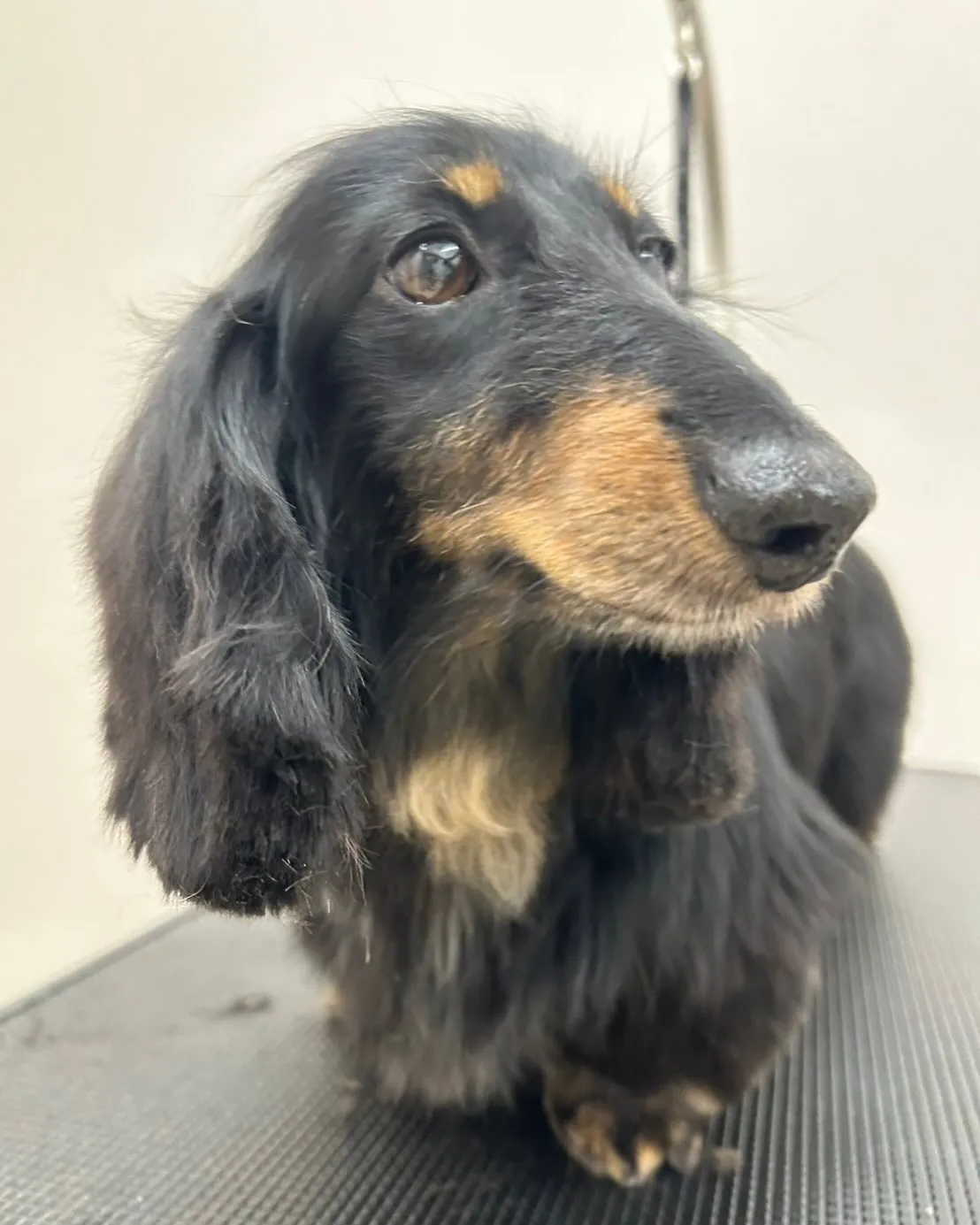 トリマーさん募集します！